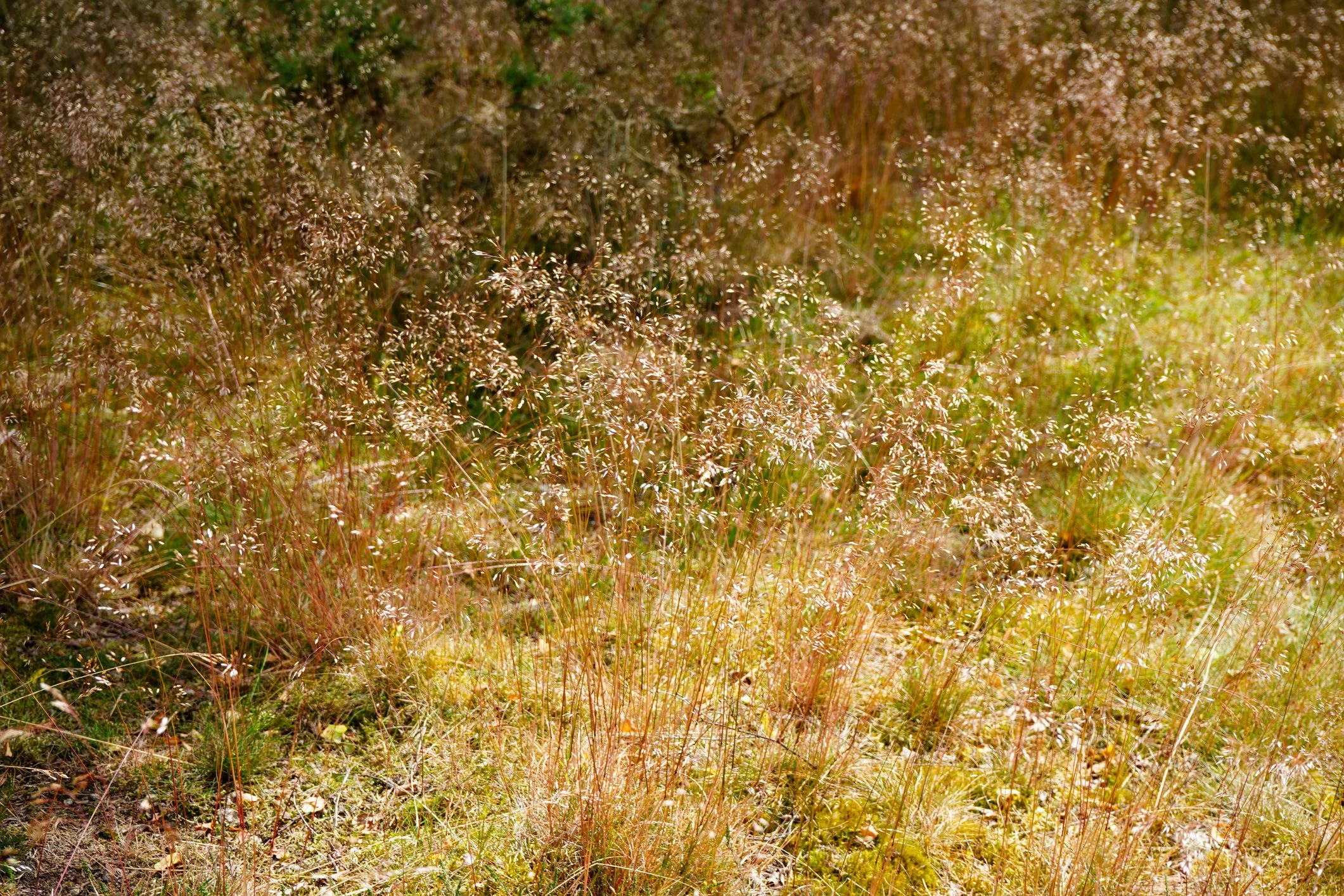 Deschampsia flexuosa