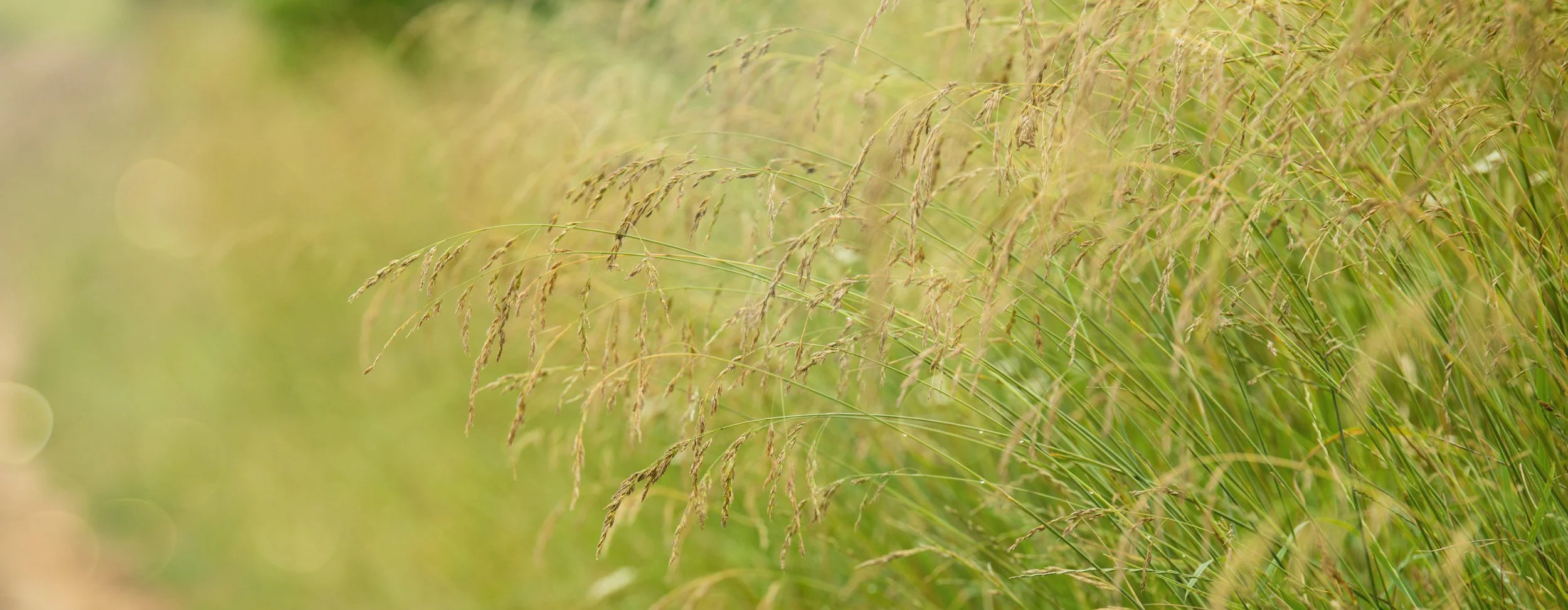 Deschampsia cespitosa 'Goldtau'