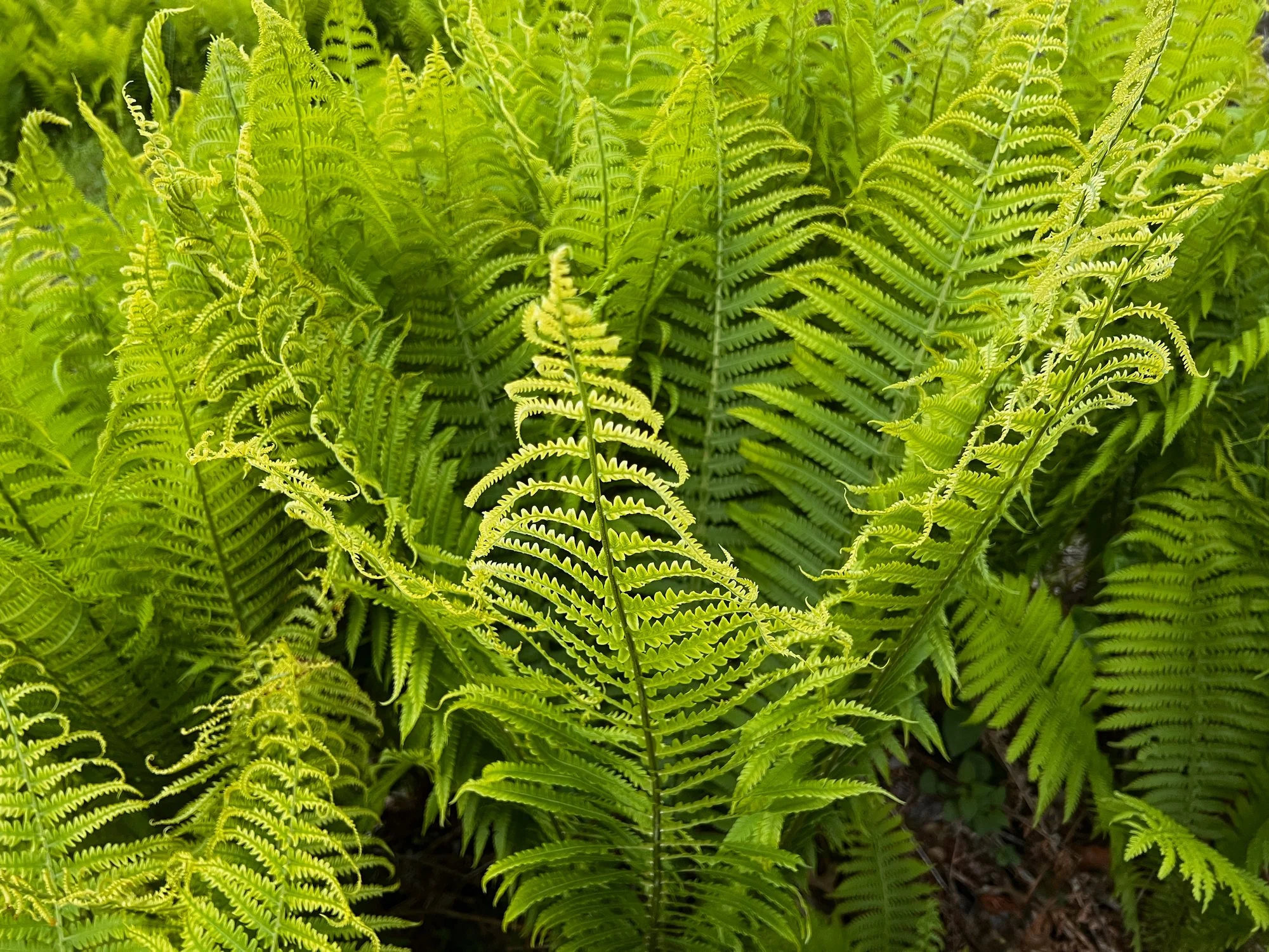 Matteuccia struthiopteris