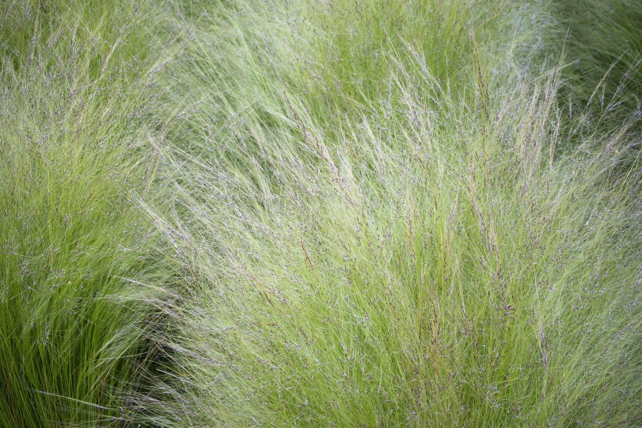 Stipa tenuissima