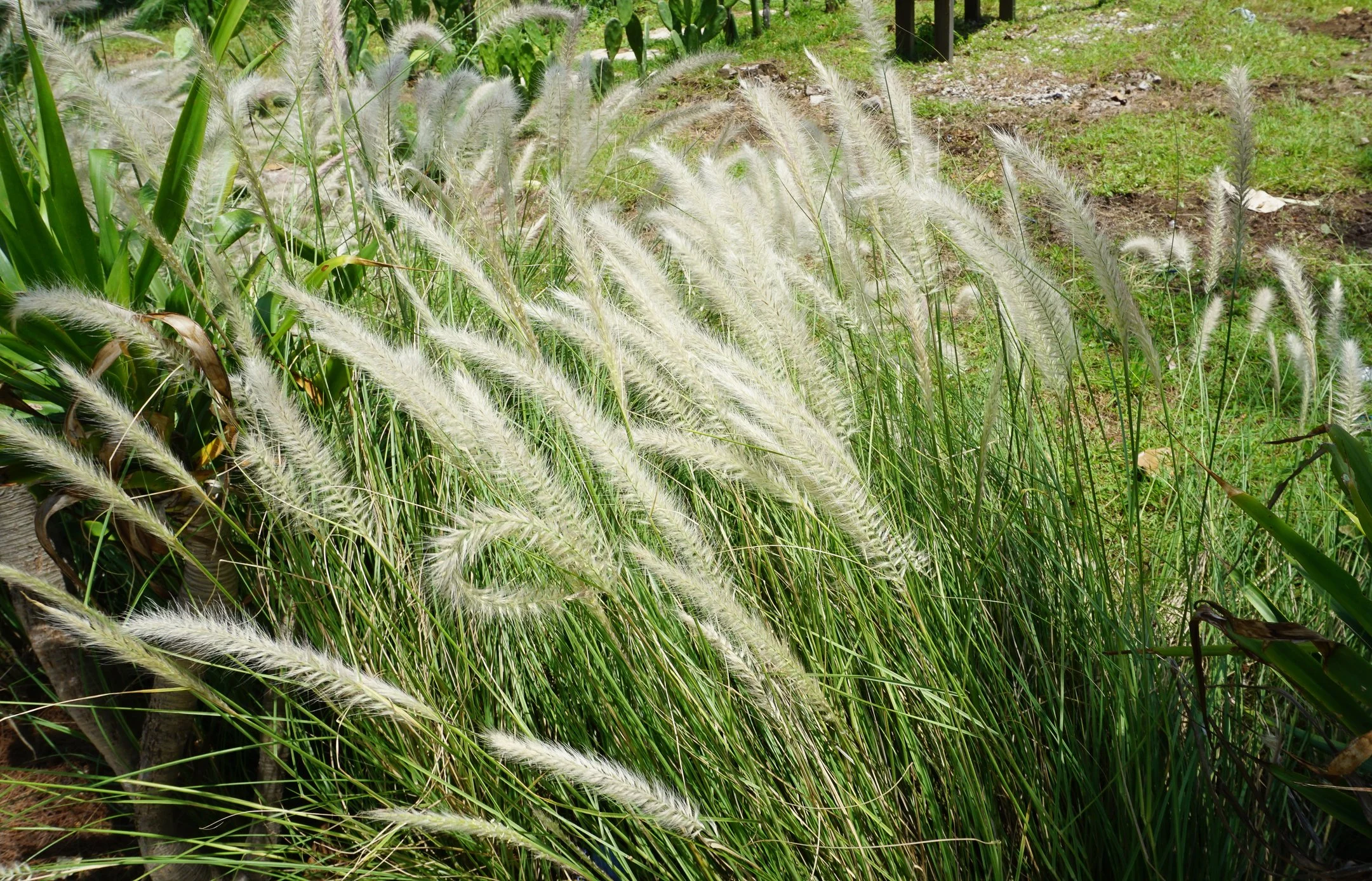 Pennisetum alopecuroides 'Hameln'