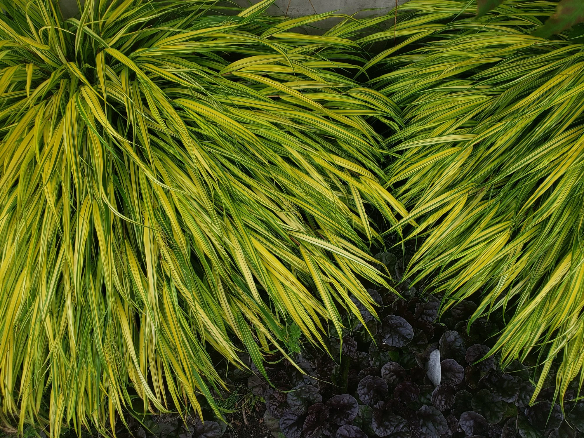 Hakonechloa macra 'Aureola'