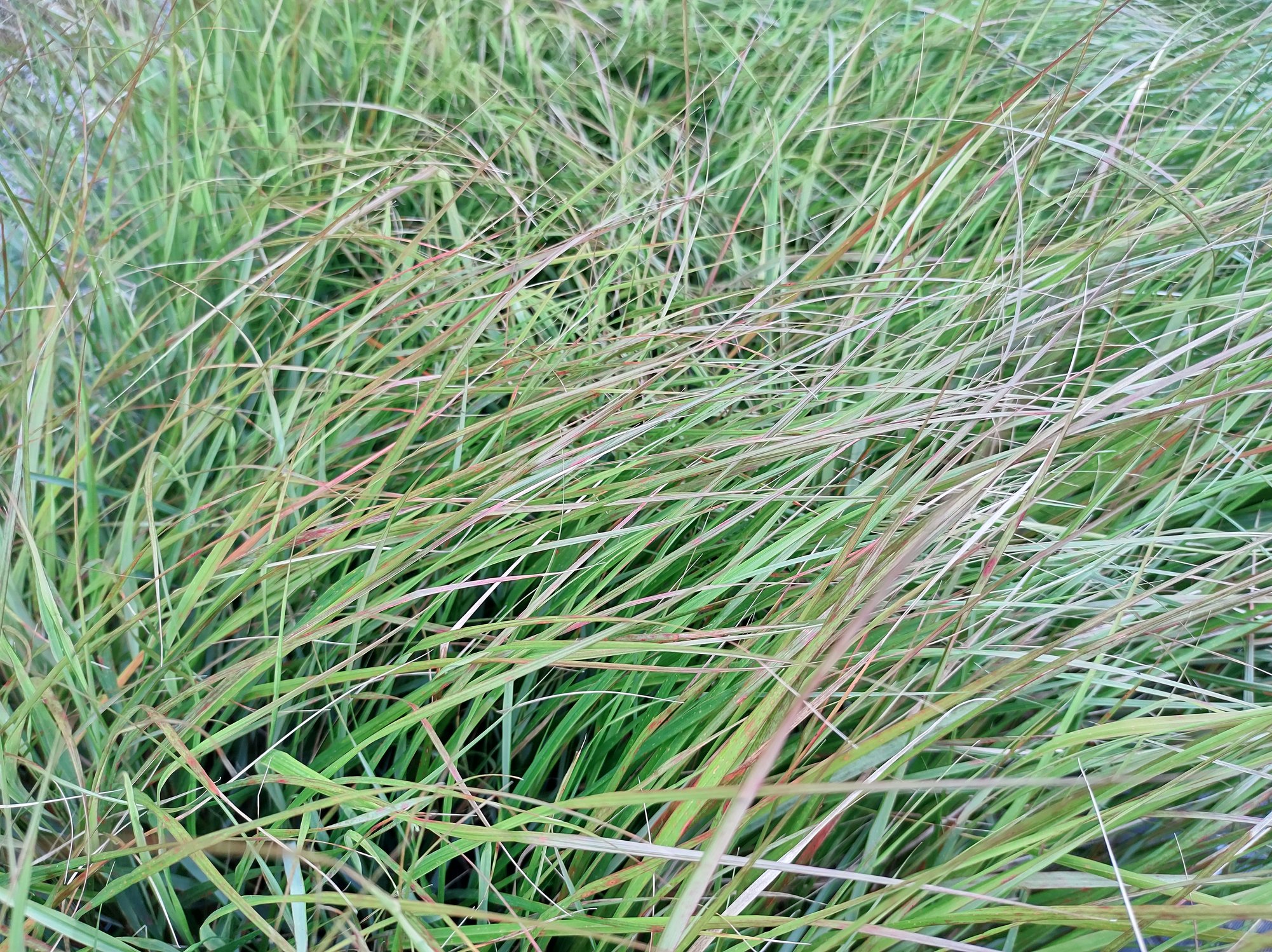 Anemanthele lessoniana