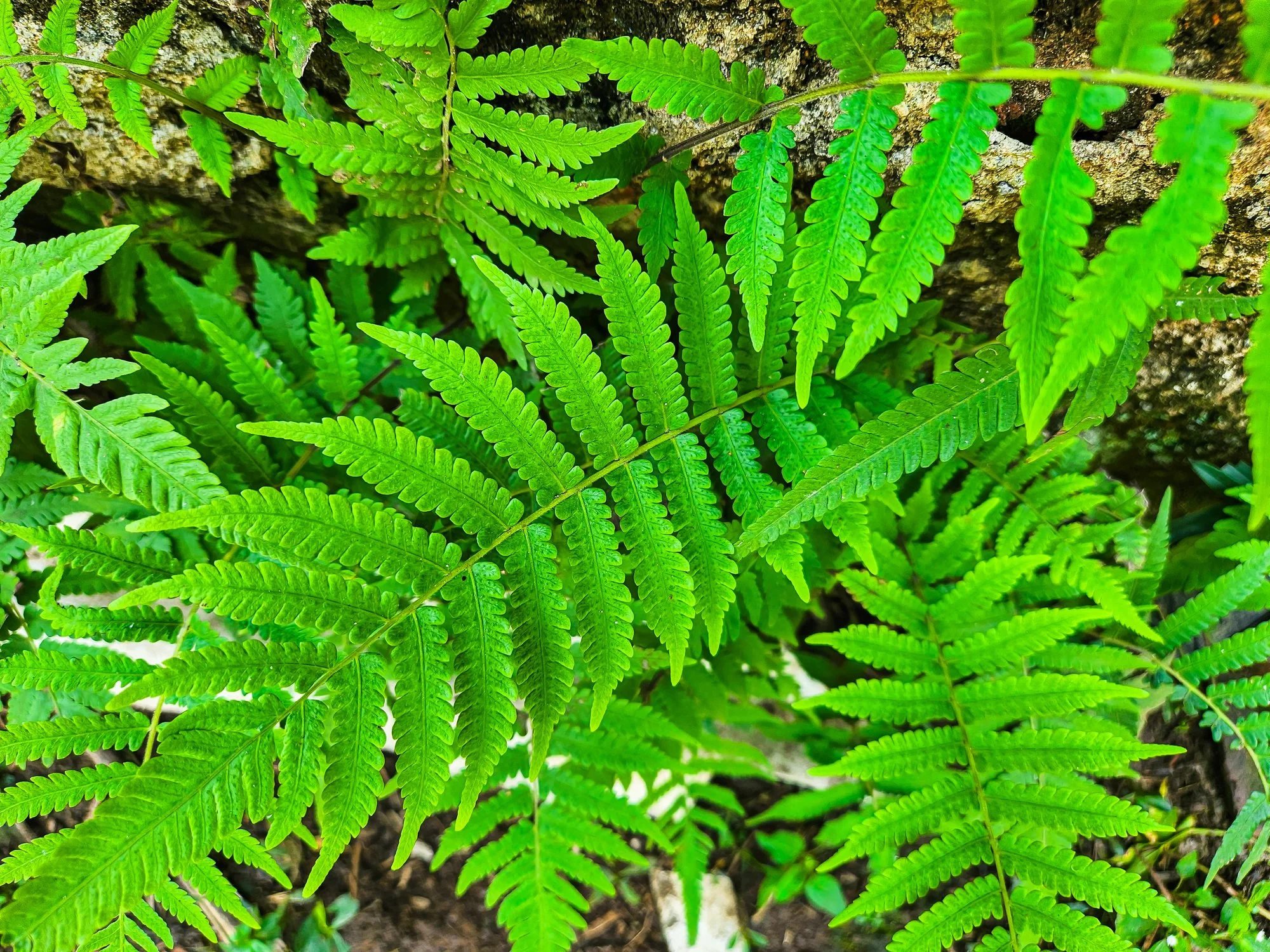Dryopteris affinis