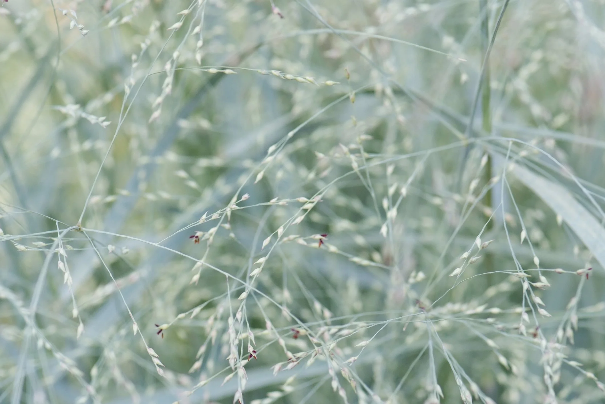 Panicum virgatum 'Heavy Metal'