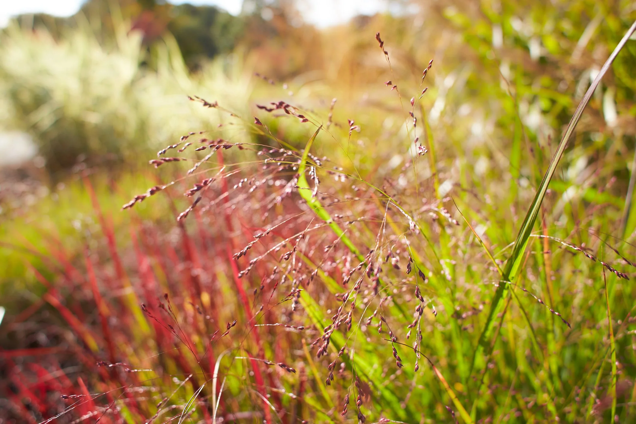 Panicum virgatum 'Shenandoah'