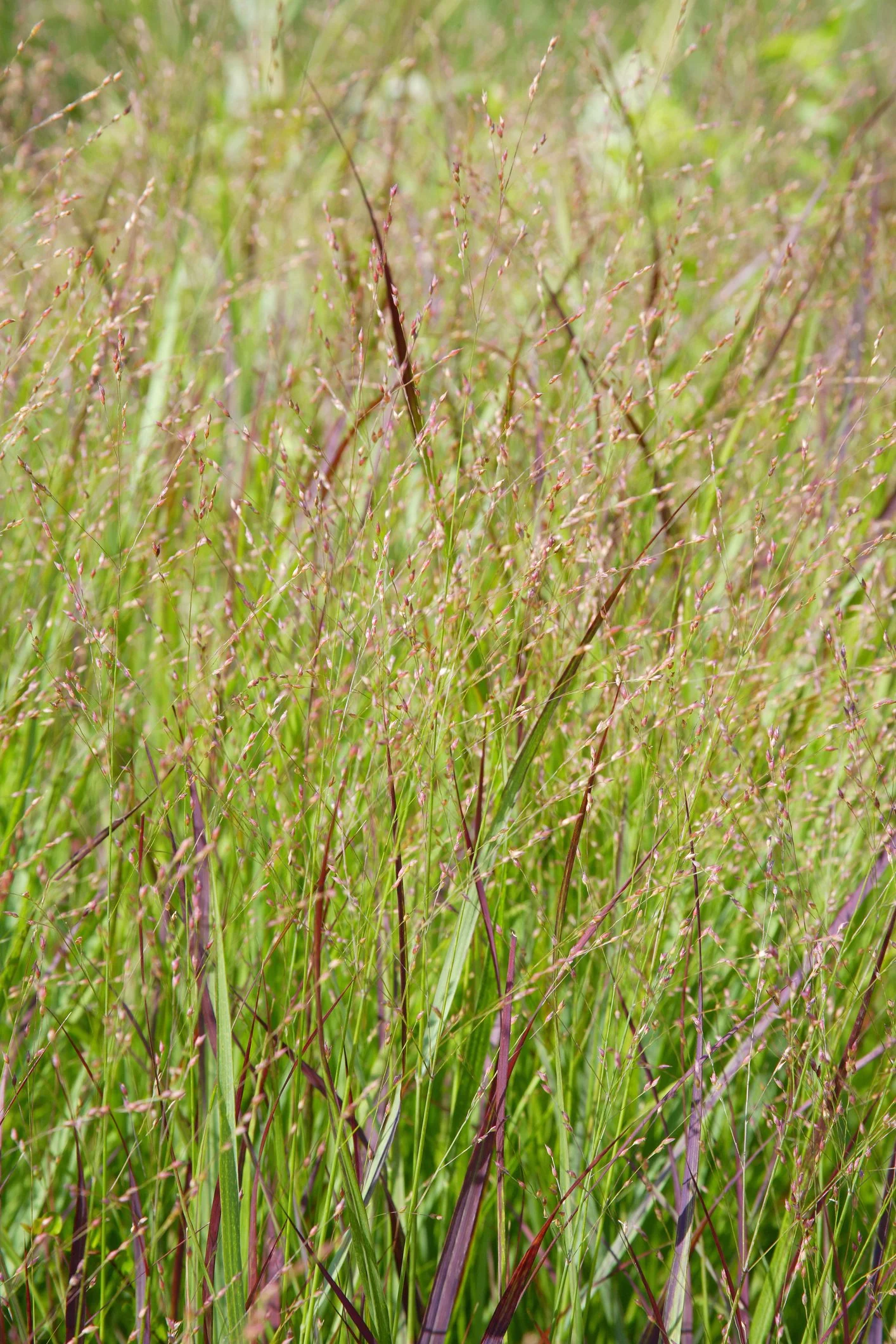 Panicum virgatum 'Squaw'
