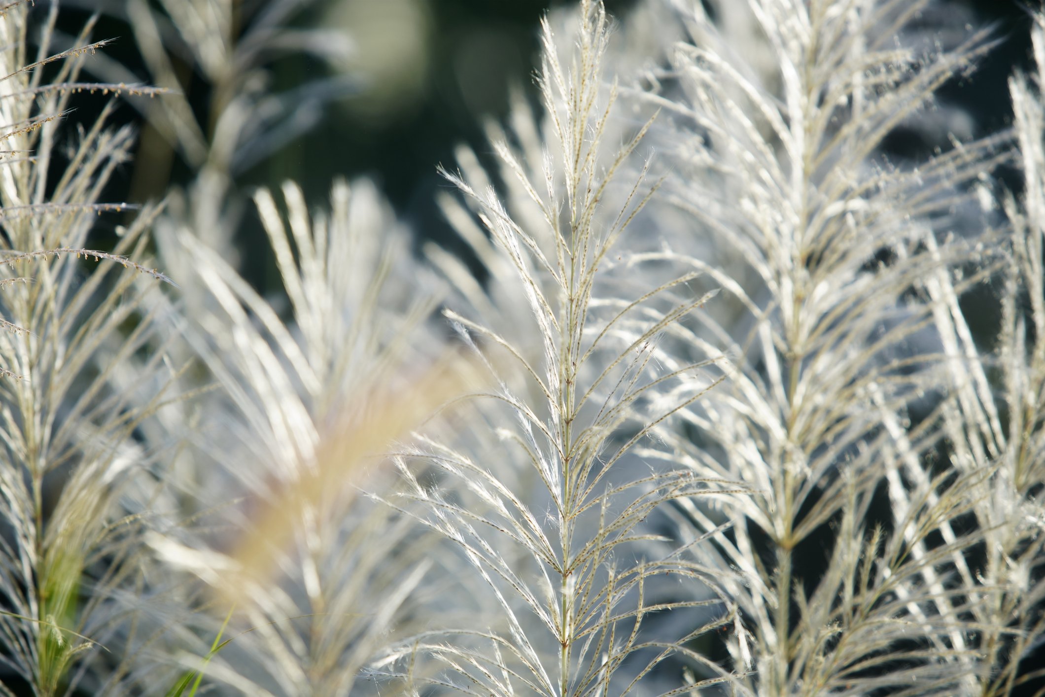 Miscanthus sinensis 'White Light'