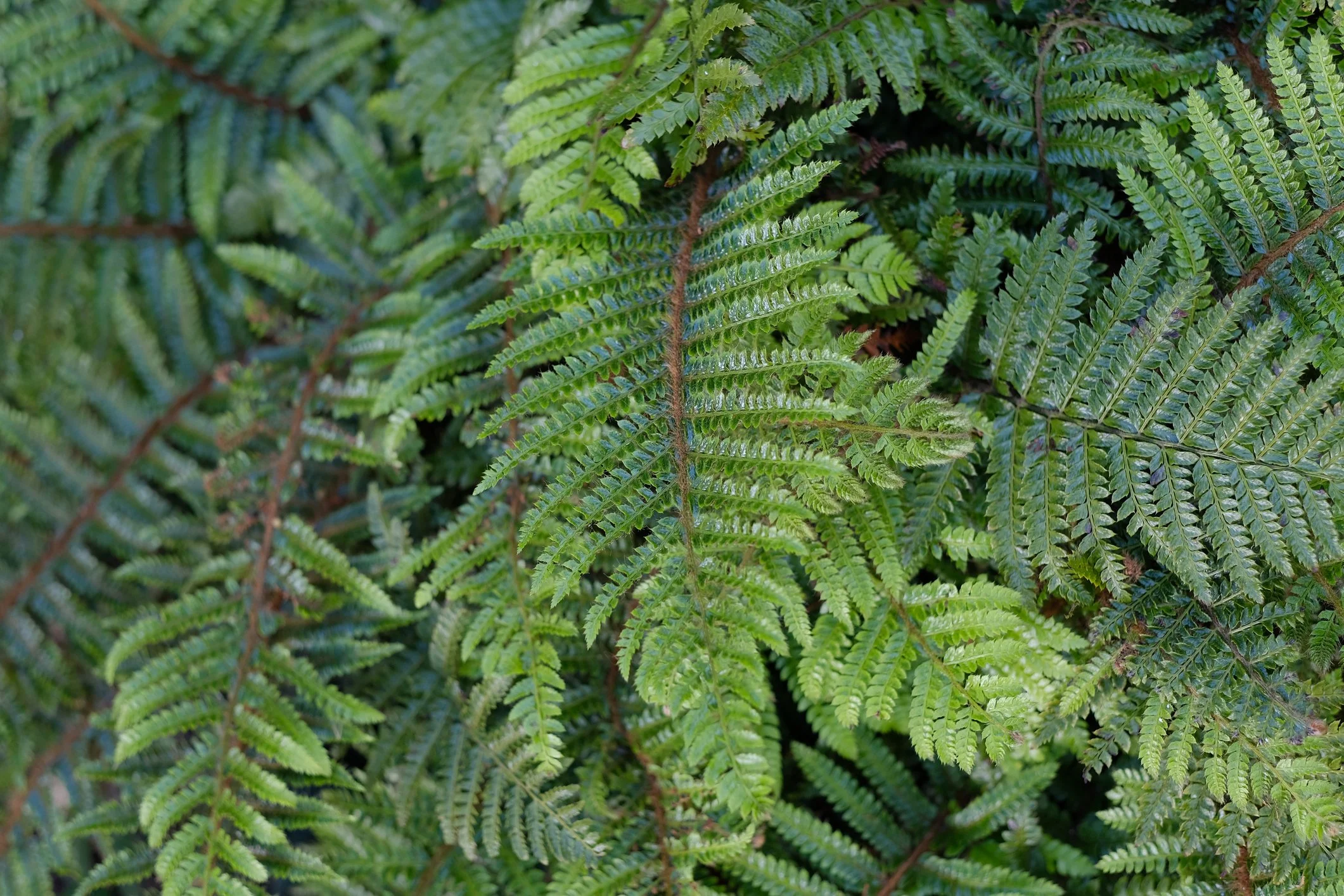 Polystichum polyblepharum