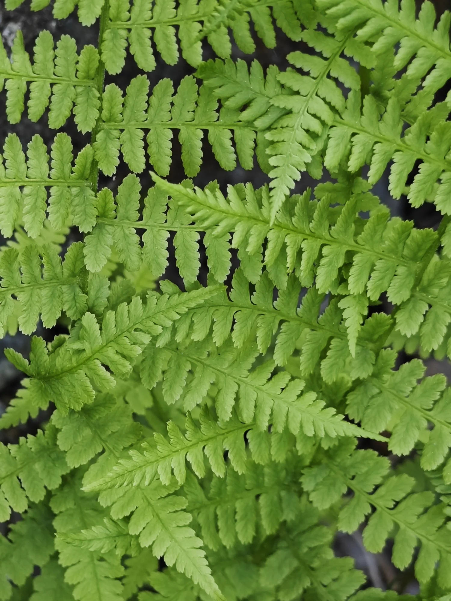 Dryopteris f.m. 'Barnesii'