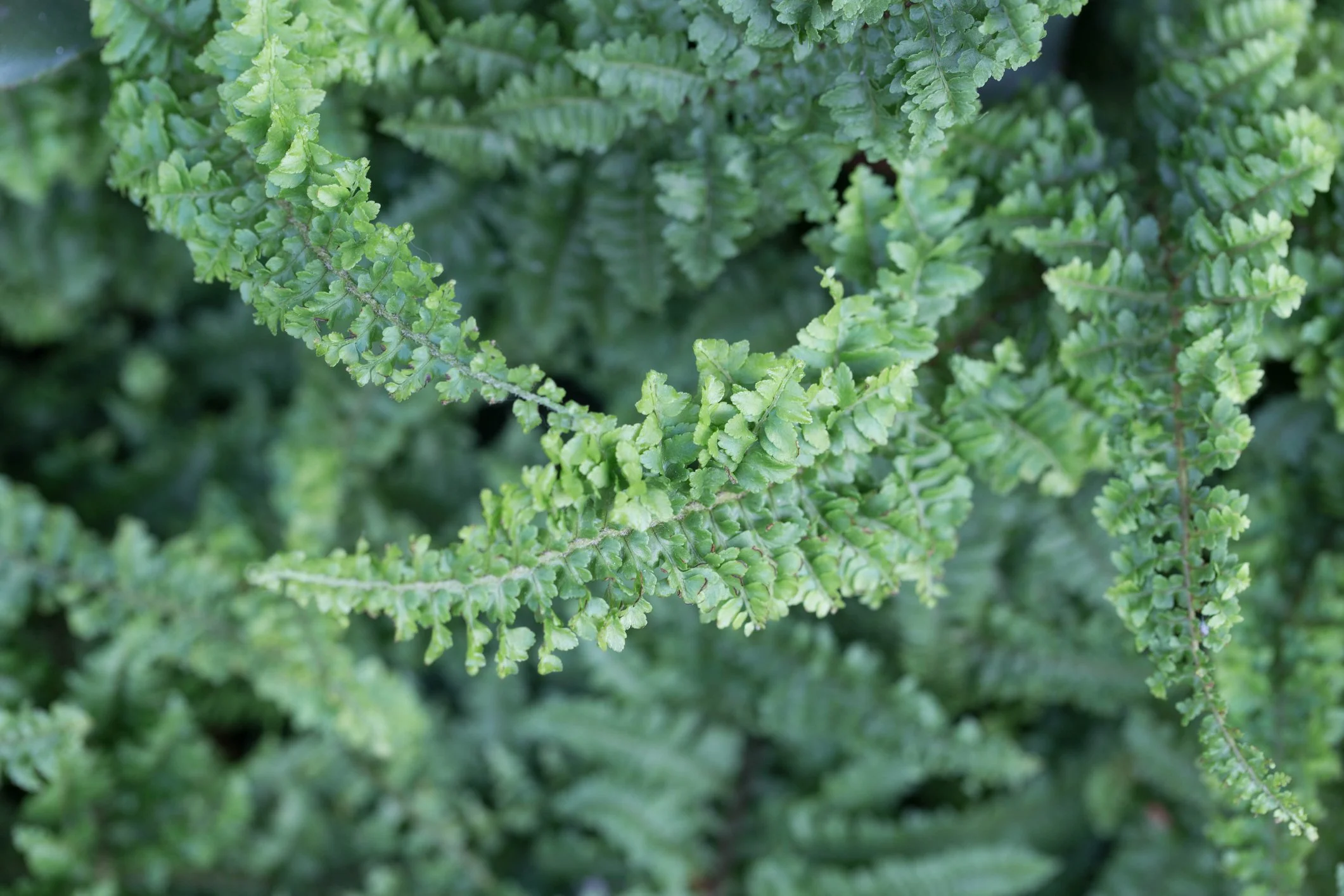 Dryopteris filix-mas 'Cristata'