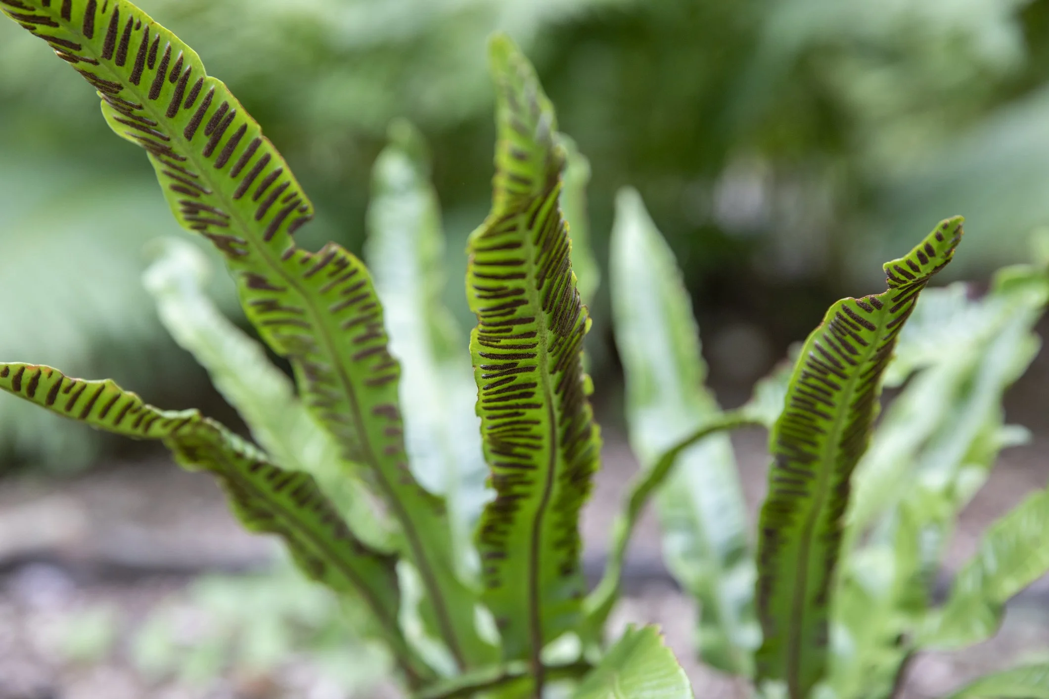 Asplenium scolopendrium