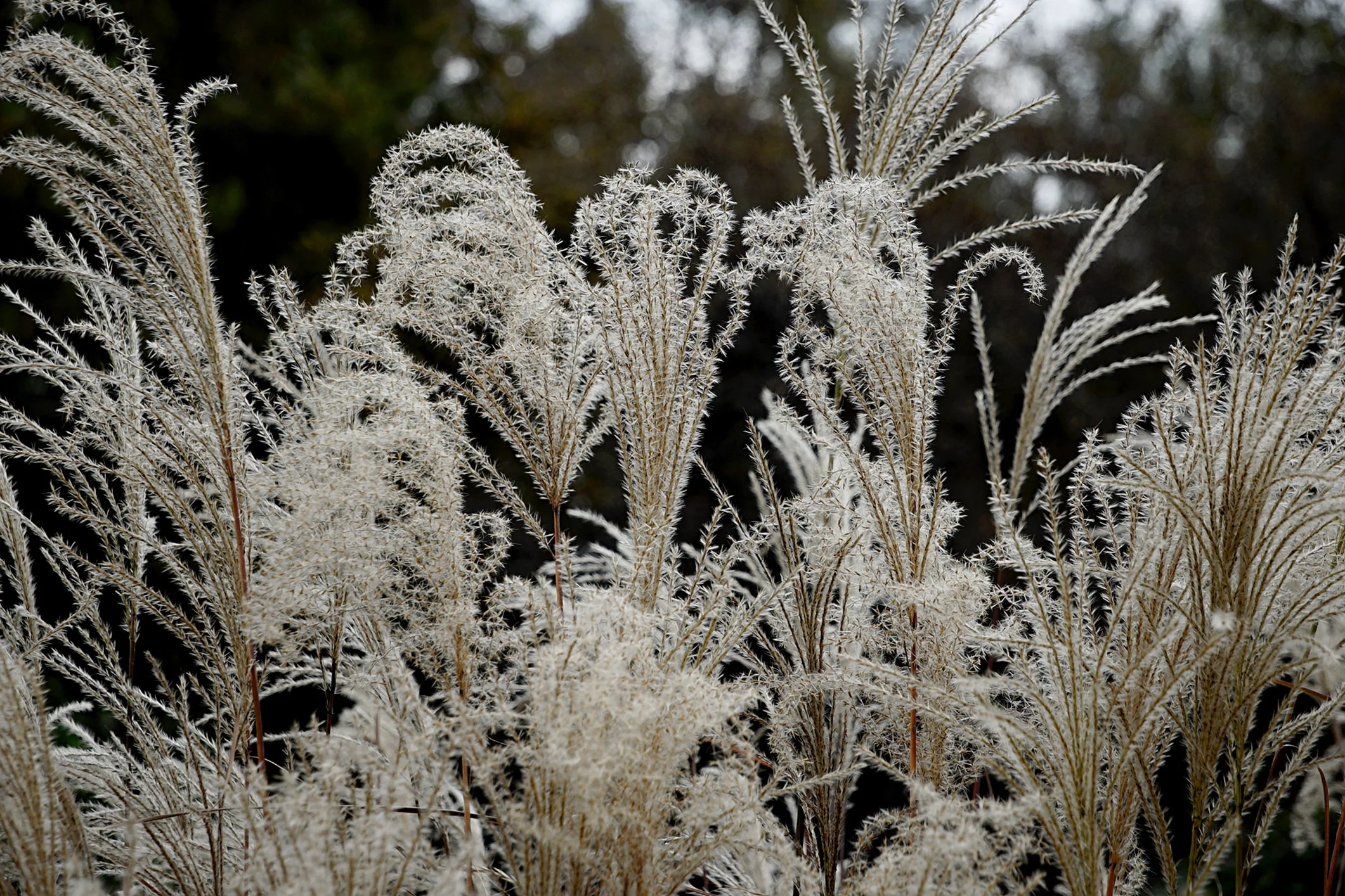 Miscanthus sinensis 'Starlight'