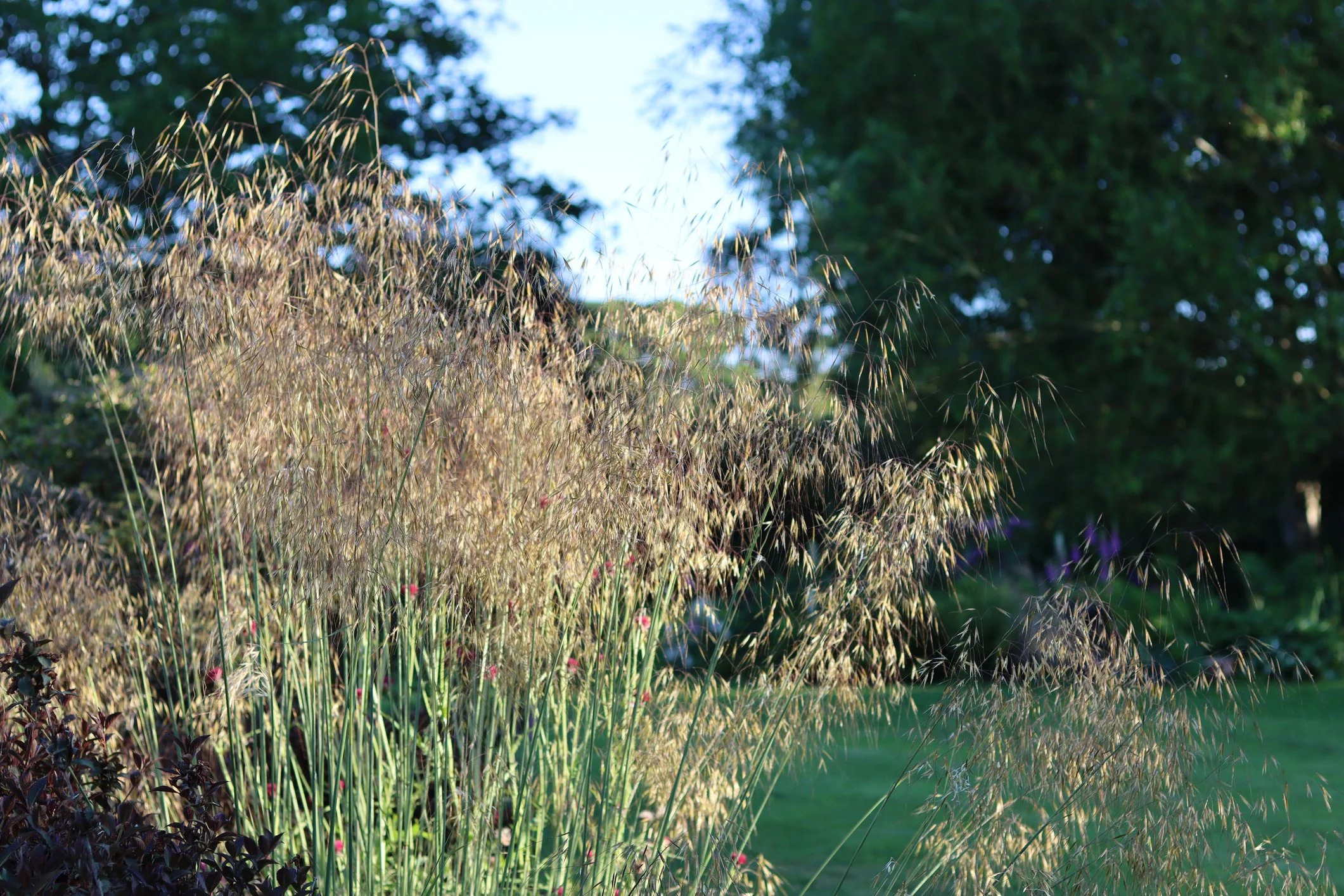 Stipa gigantea