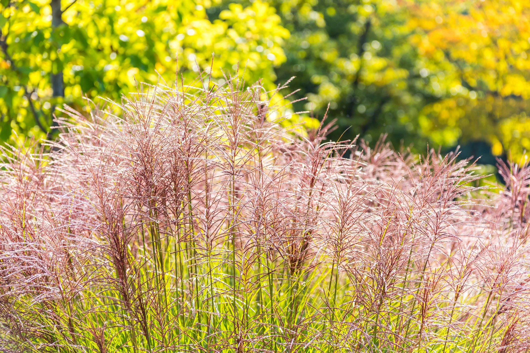 Miscanthus floridulus 