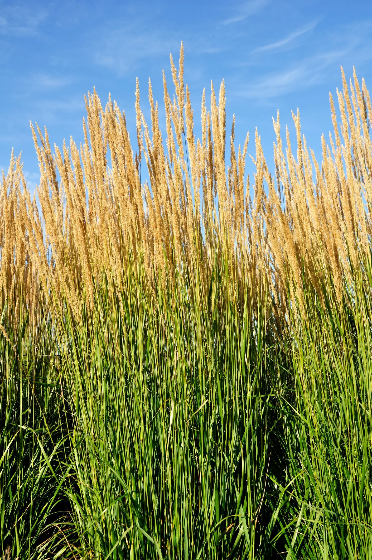 Calamagrostis × acutiflora 'Karl Foerster'