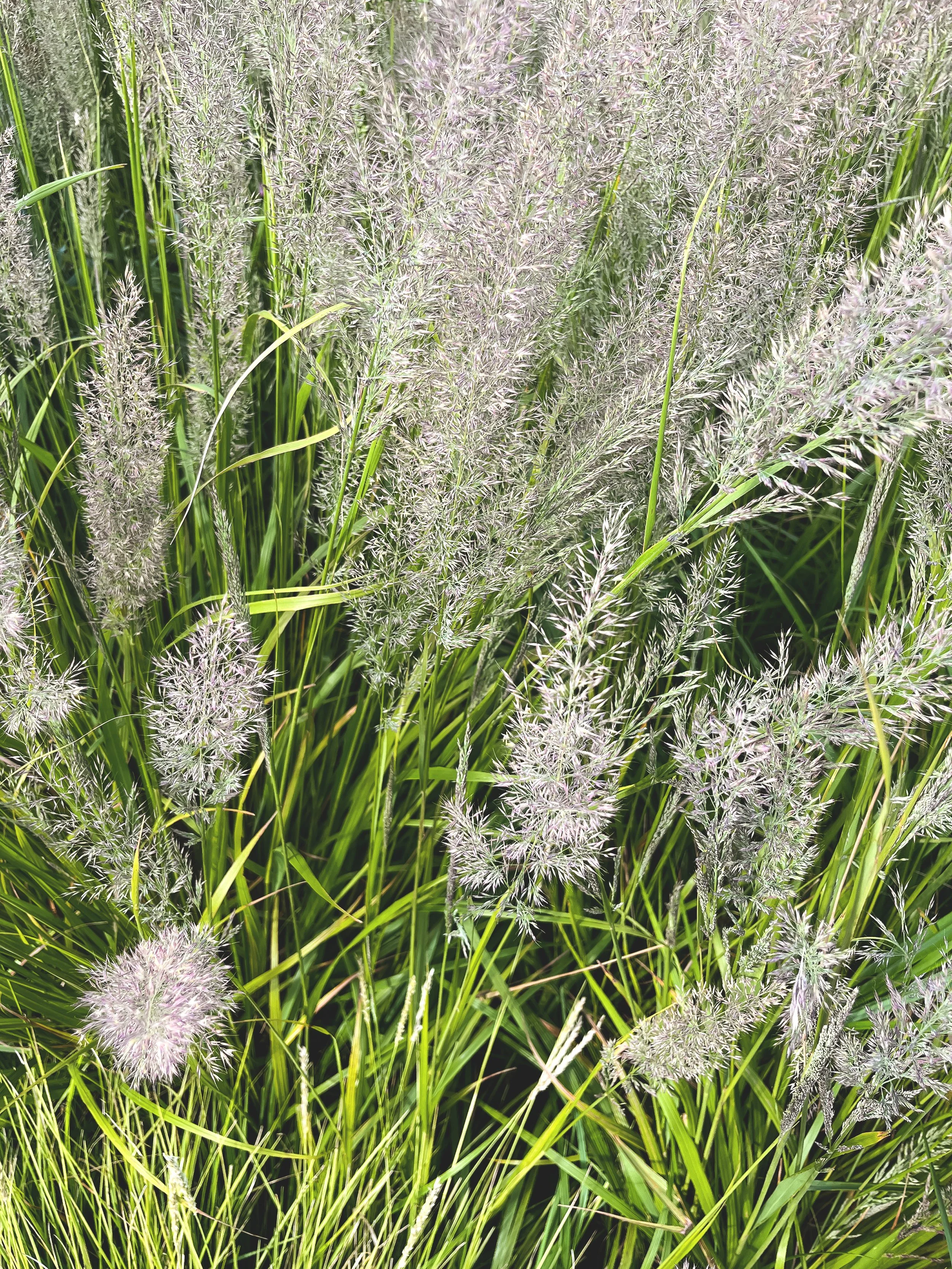 Calamagrostis brachytricha