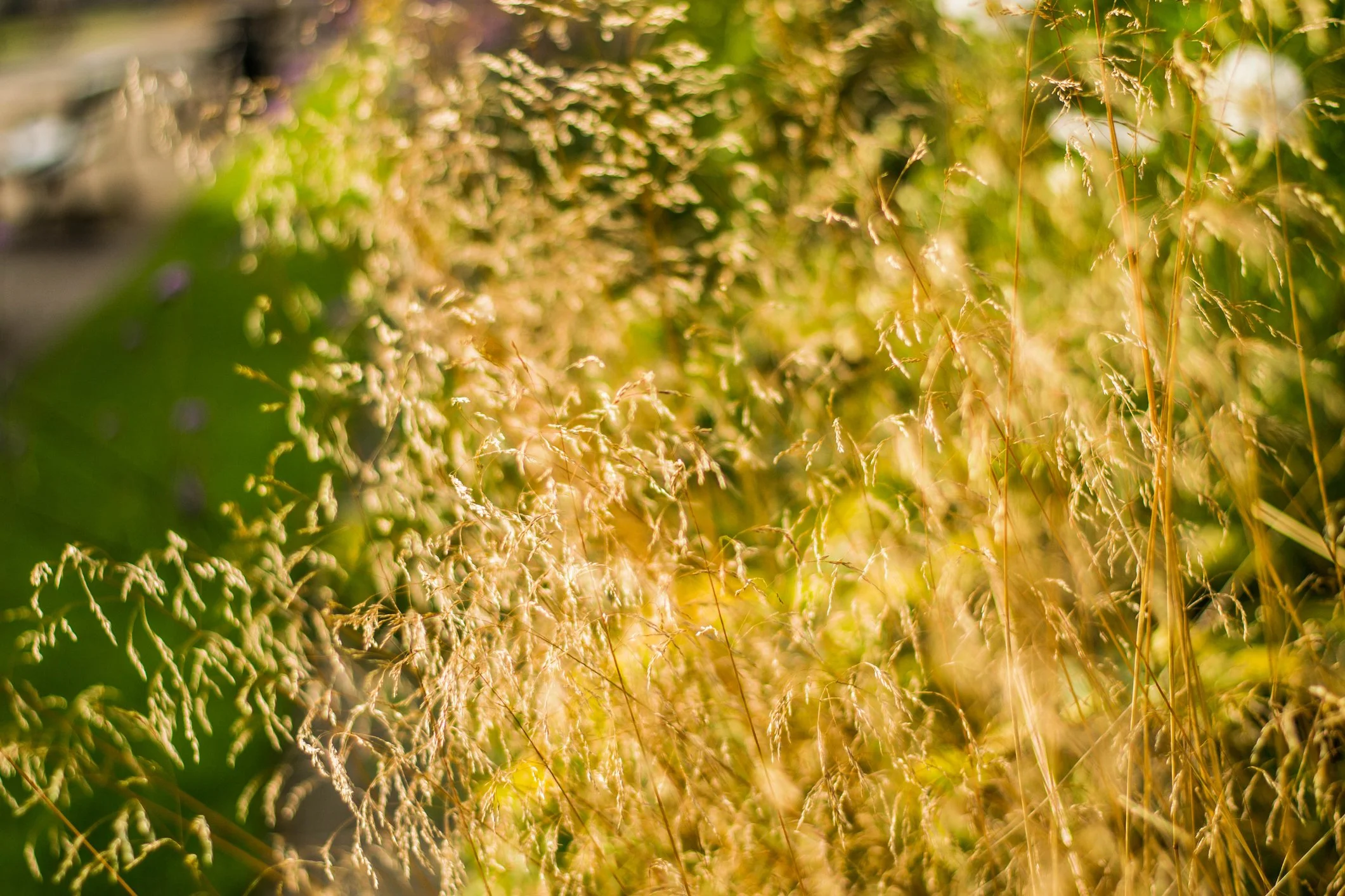 Deschampsia cespitosa 'Goldschleier'