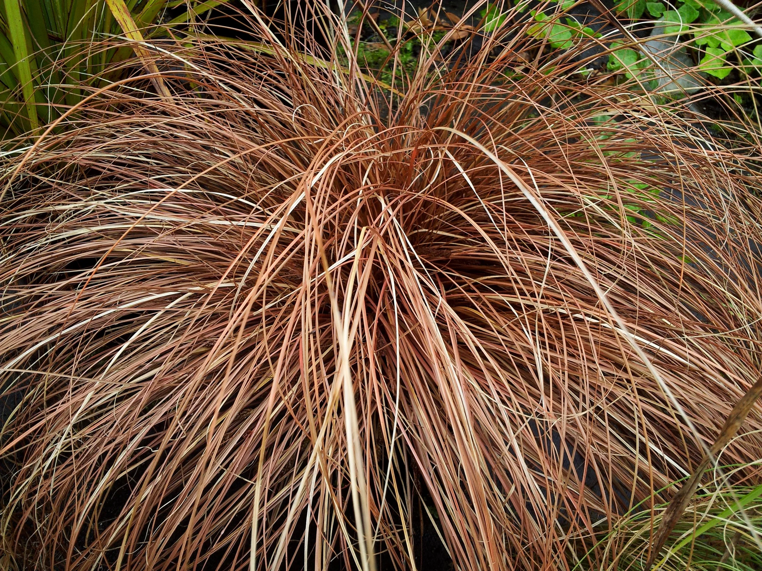 Carex comans bronze-leaved