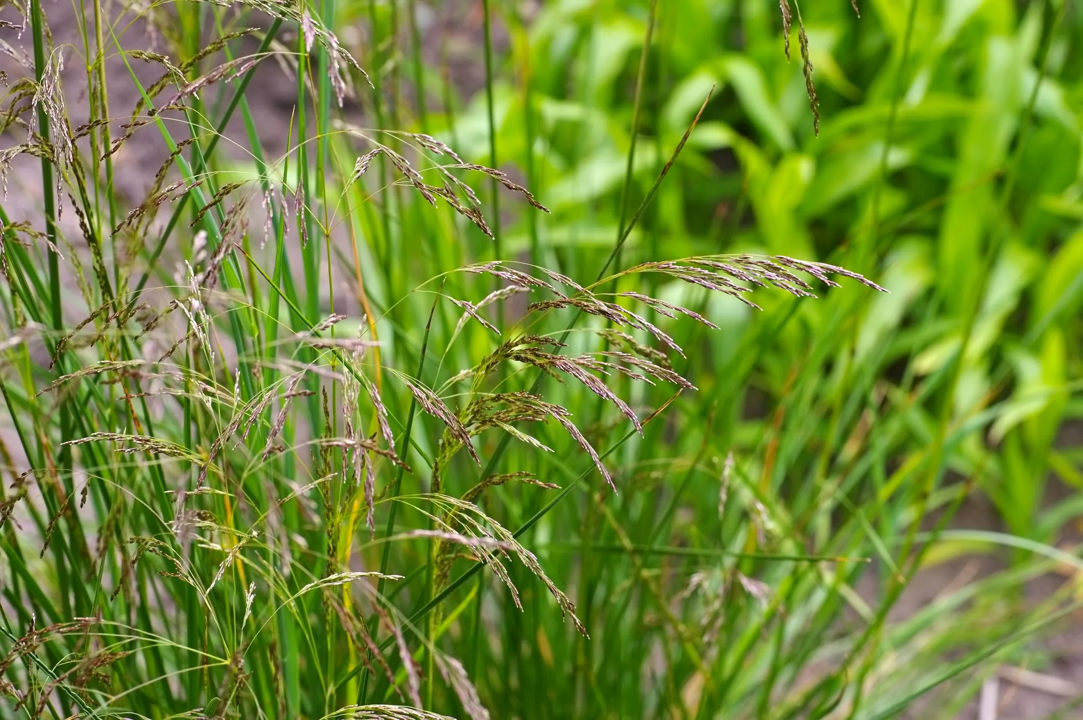 Deschampsia cespitosa