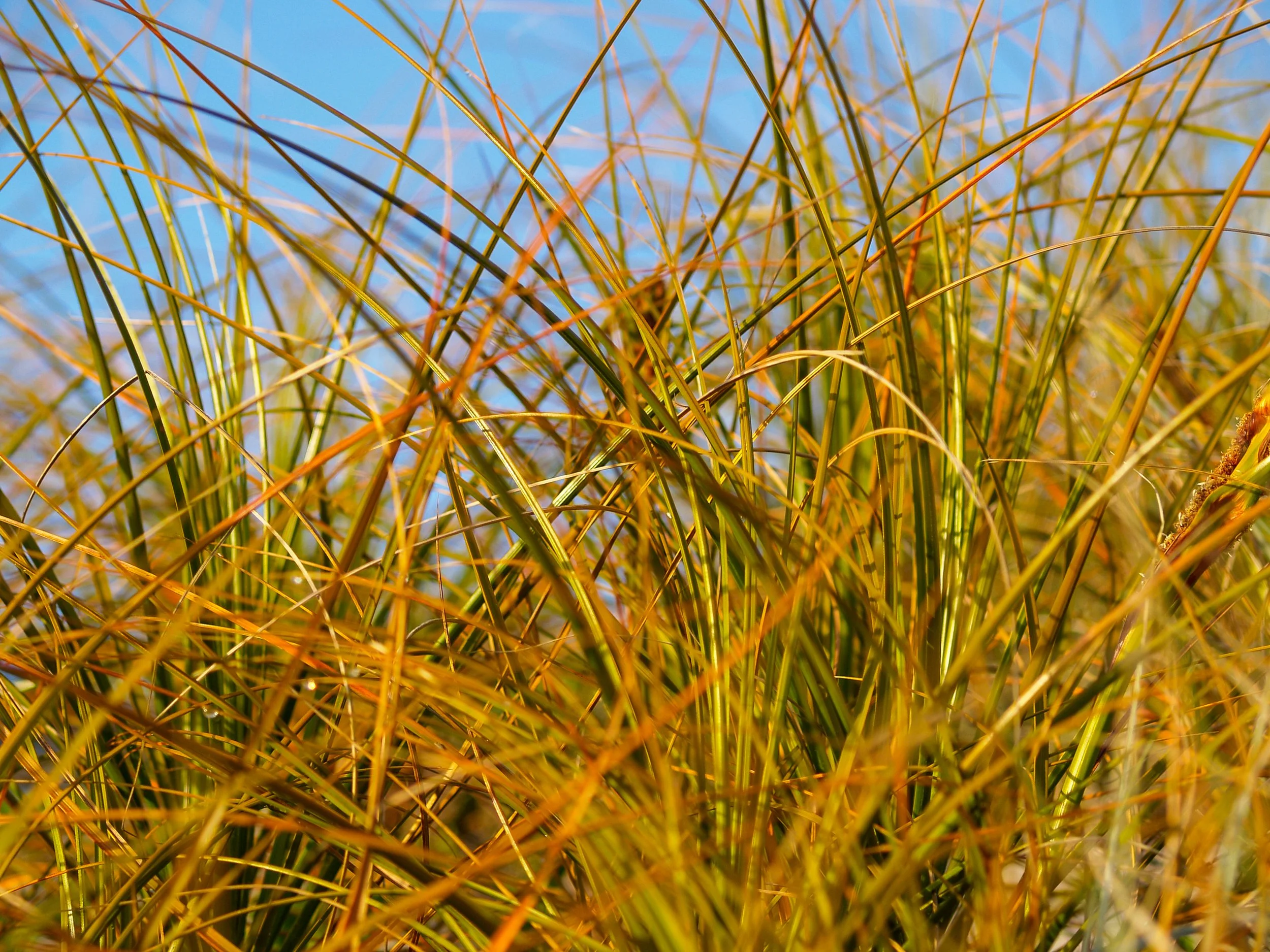 Carex testacea 'Prairie Fire'