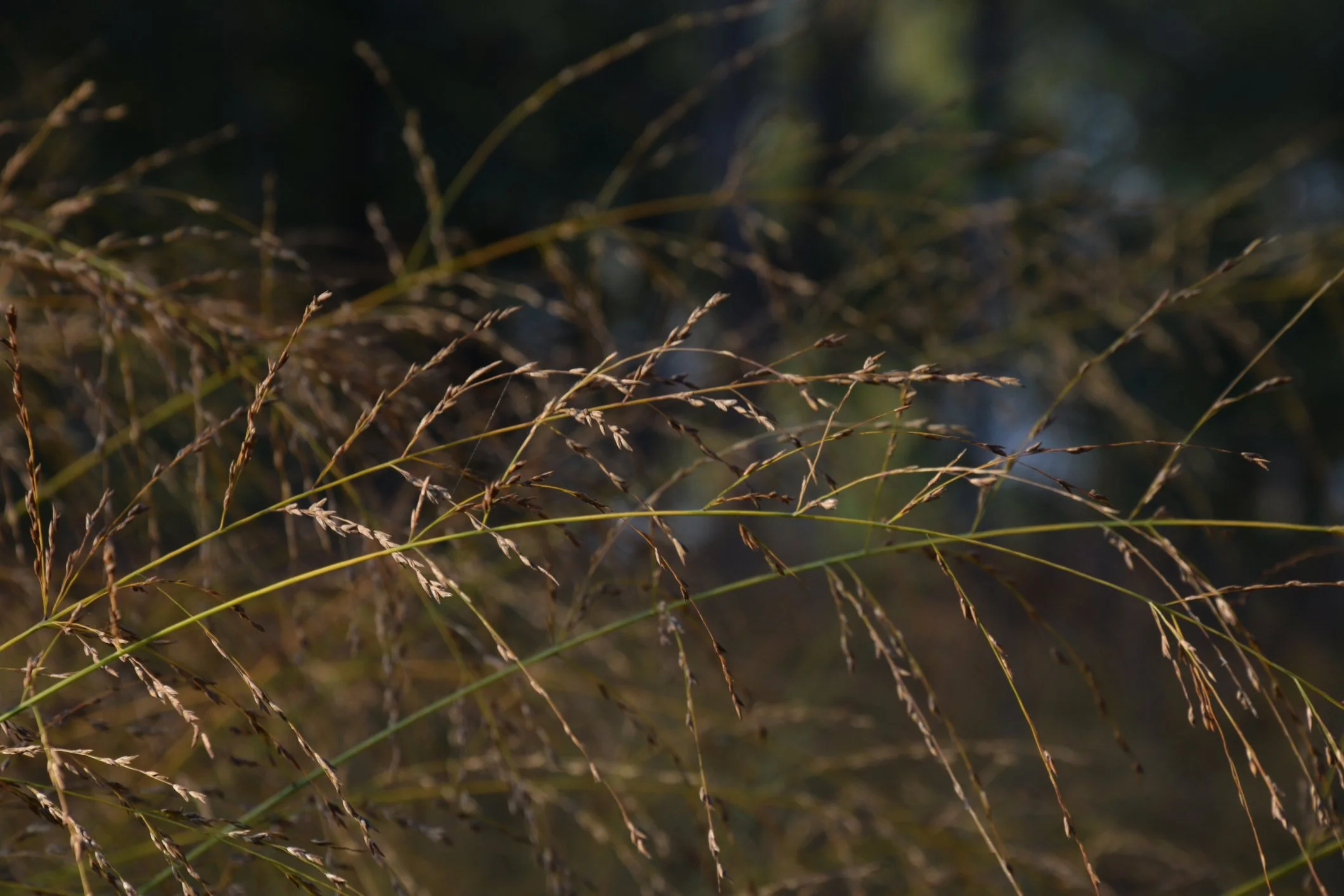 Molinia caerulea subsp. arundinacea 'Karl Foerster'