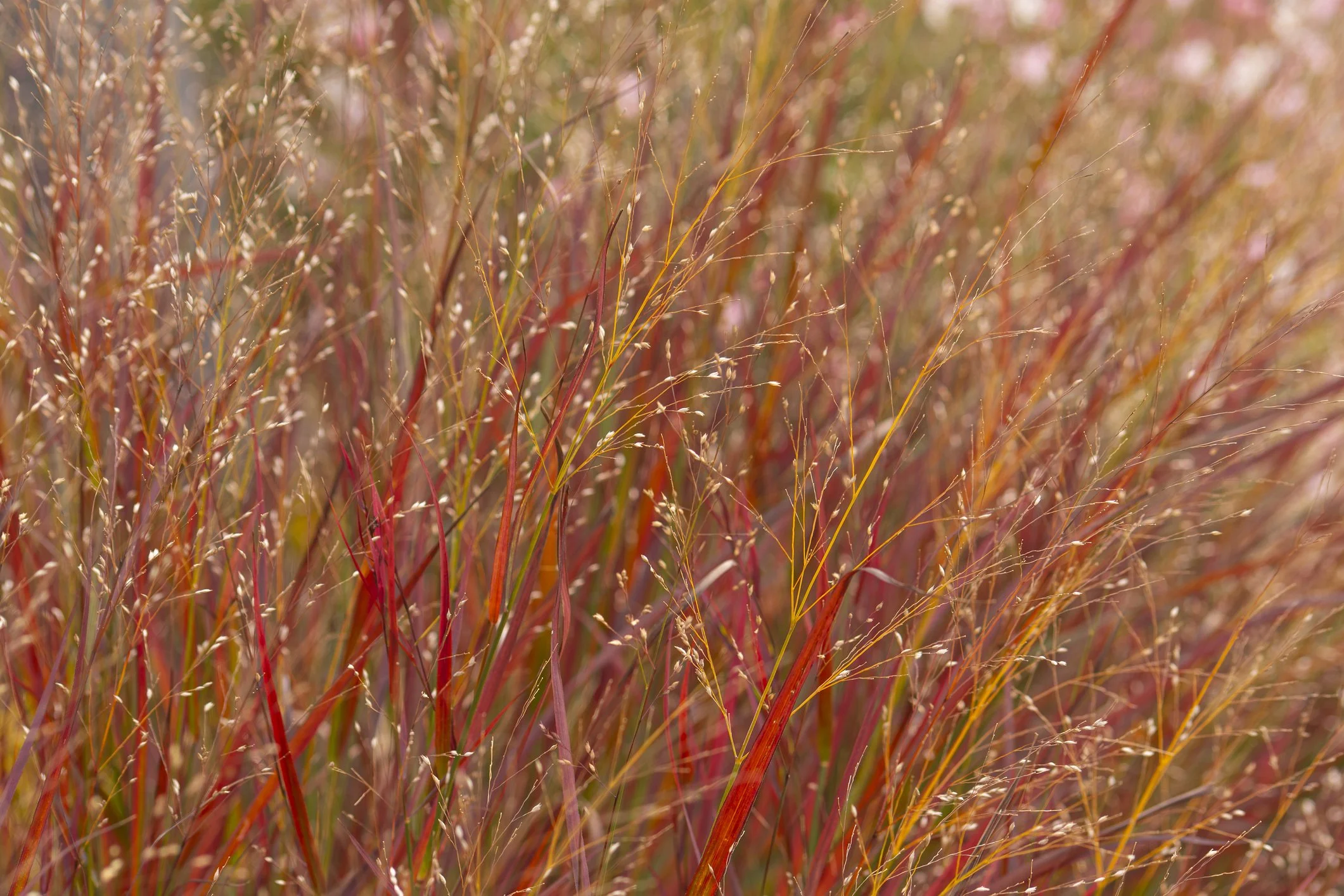 Panicum virgatum 'Prairie Fire'
