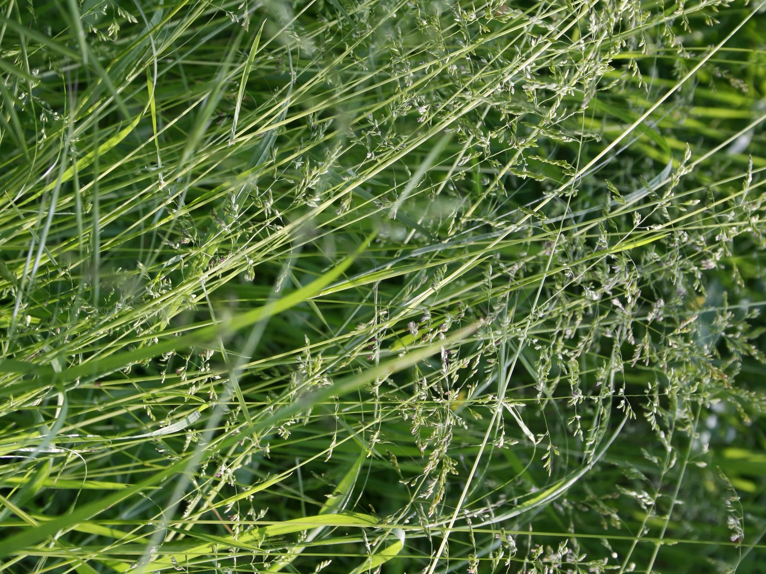 Molinia caerulea subsp. arundinacea 'Crystal Veil'
