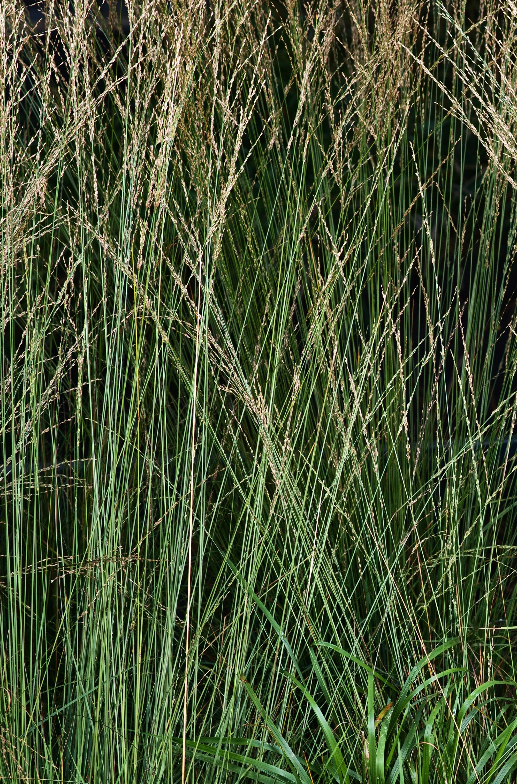 Molinia caerulea subsp. caerulea 'Moorhexe'