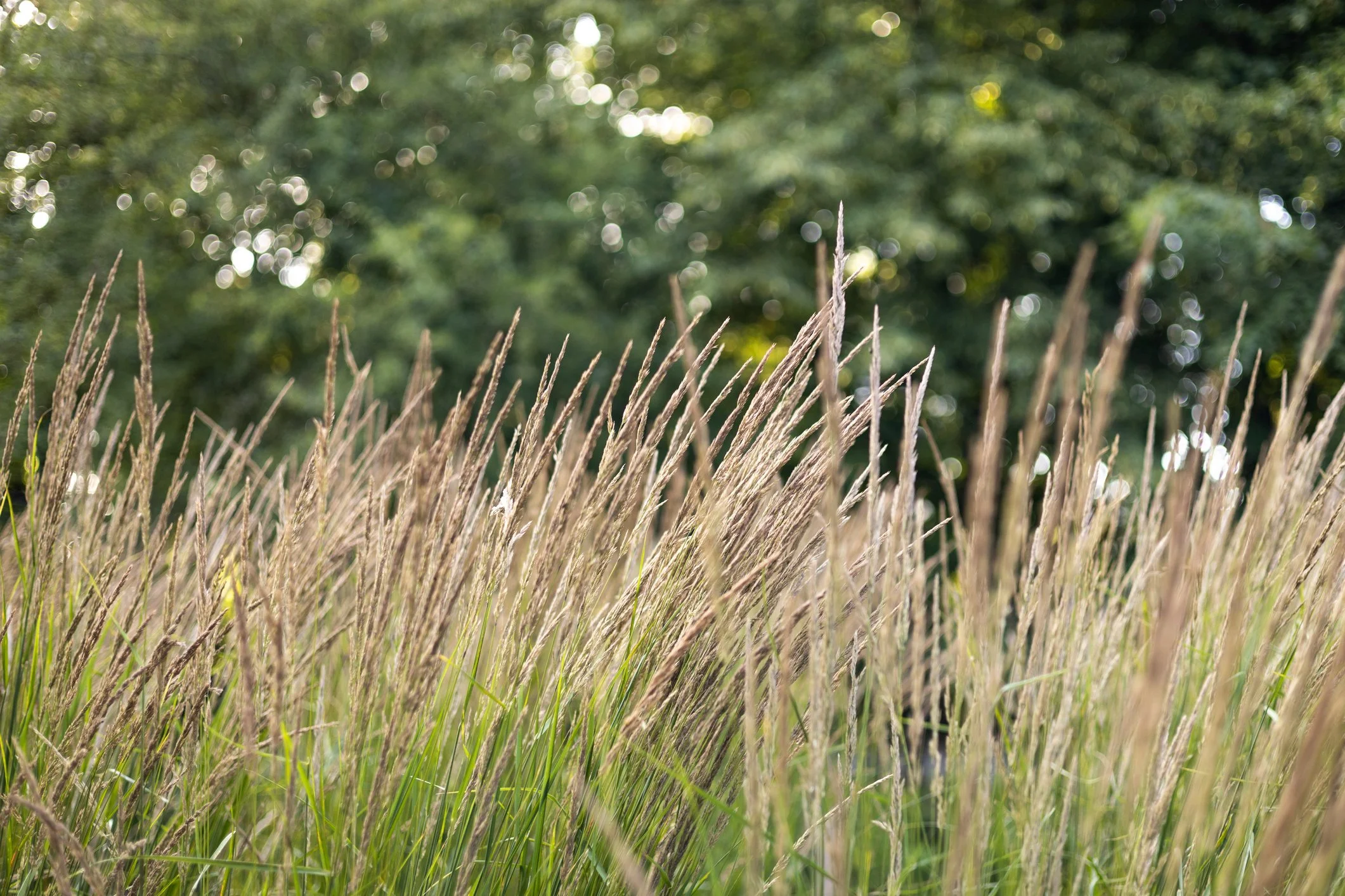 Molinia ‘Heidebraut’