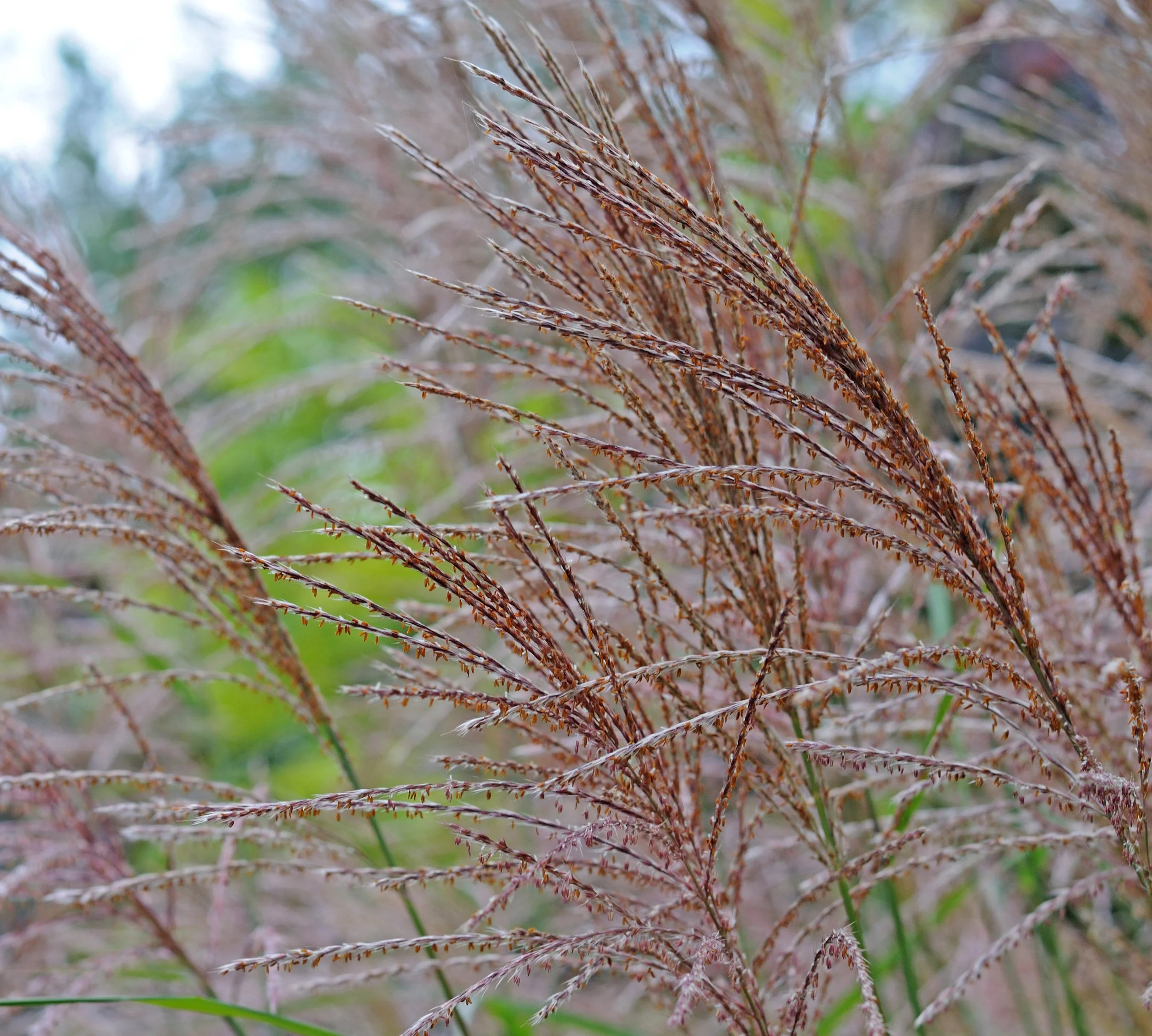 Miscanthus sinensis 'Flamingo'