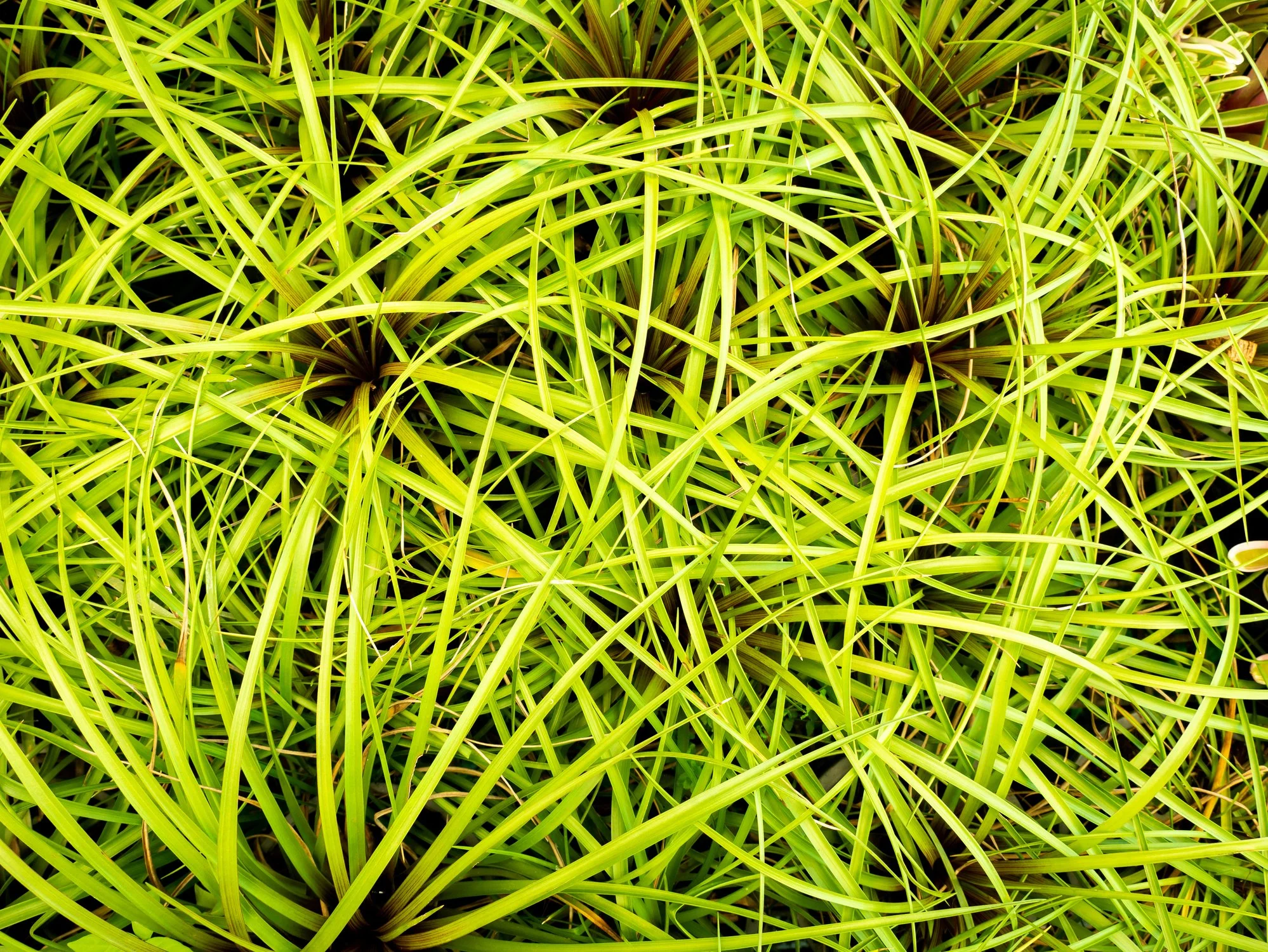 Carex 'Everillo'
