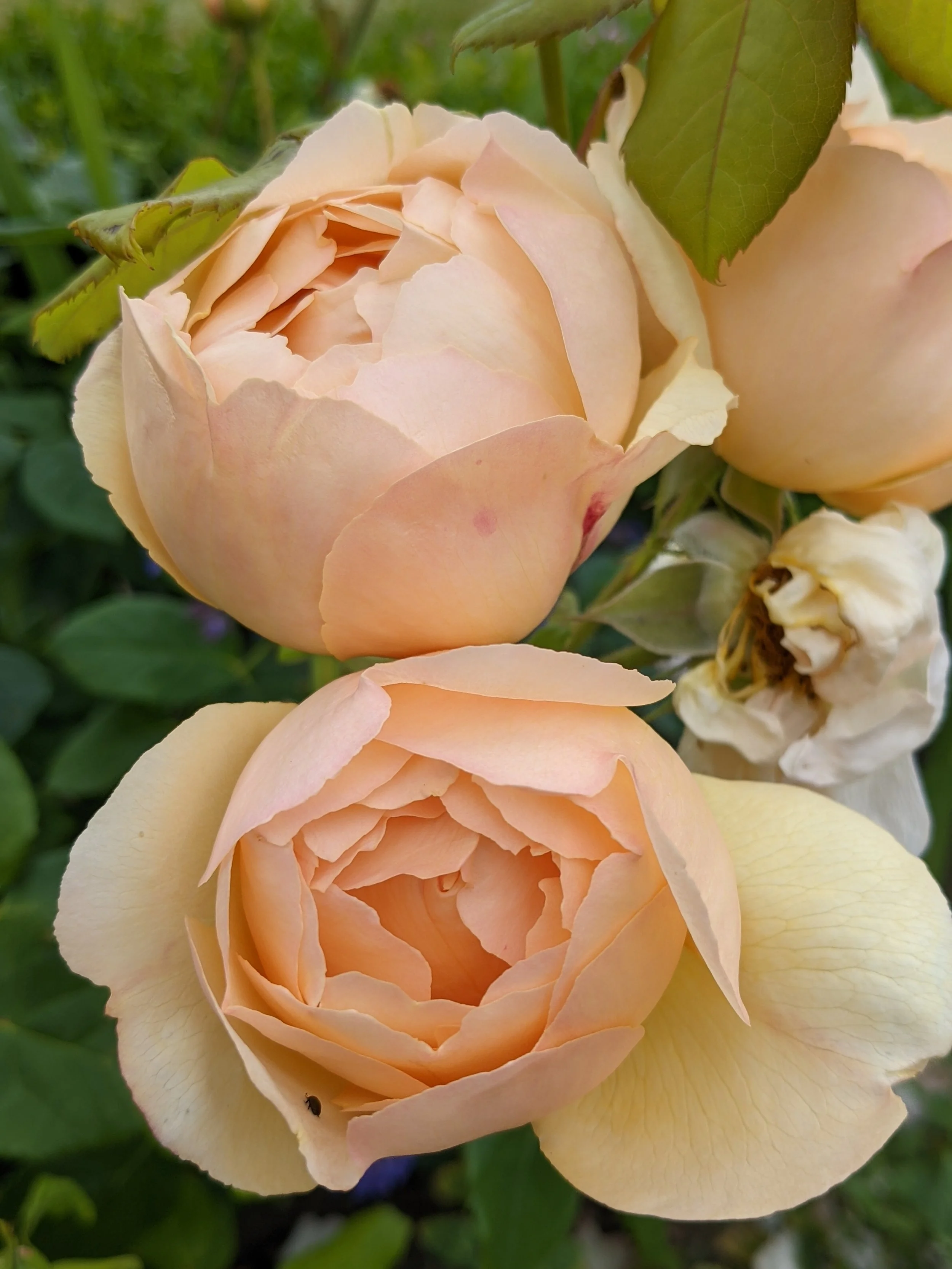 Quick Guide to Roses