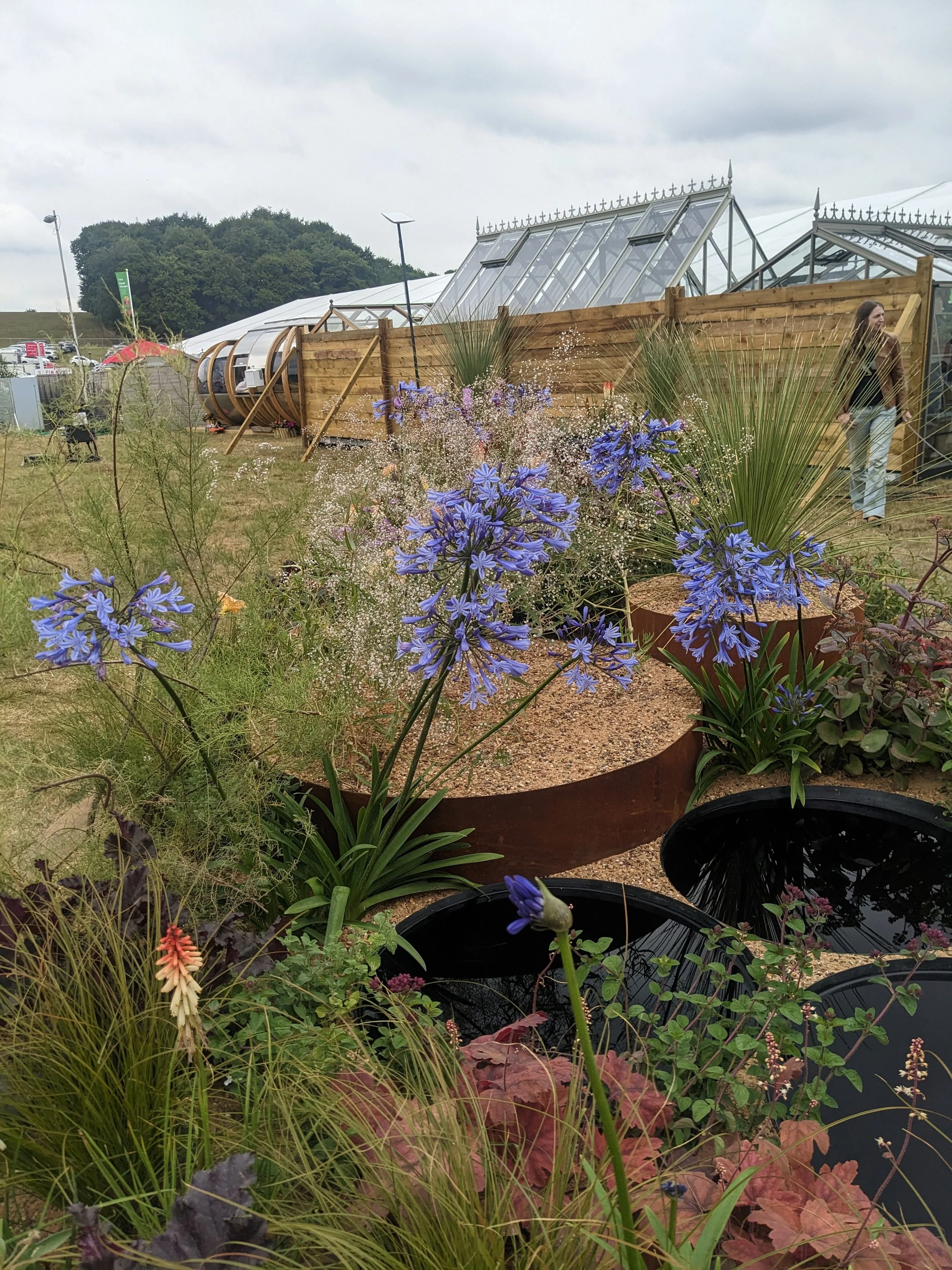 A garden with purple flowers in the foreground, black pots, and green foliage. In the background, there are greenhouses and a woman walking near a wooden fence on a cloudy day.
