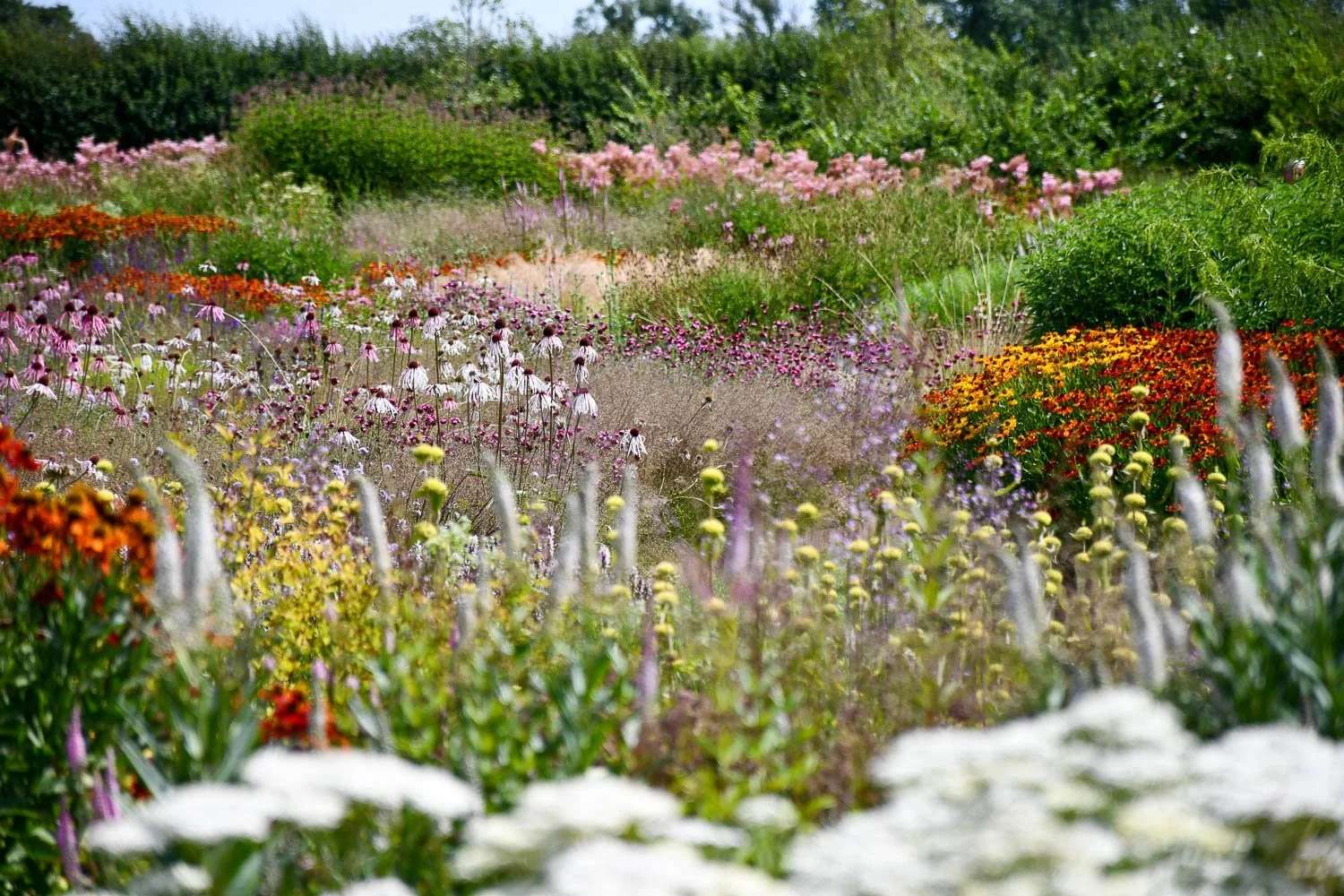 A vibrant garden with a variety of colorful flowers, including pink, orange, yellow, purple, and white, arranged in rows and patches under a bright sky.