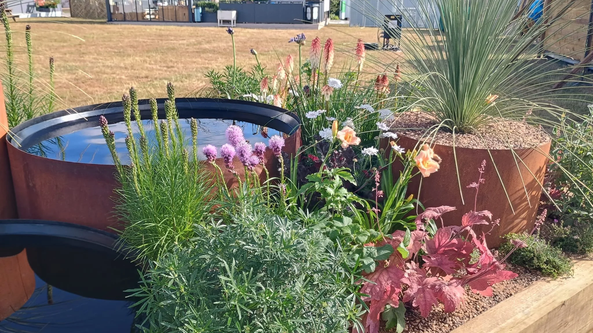A garden with potted plants, including lavender, ornamental grasses, and flowering plants, with a metal building and a grassy field in the background.