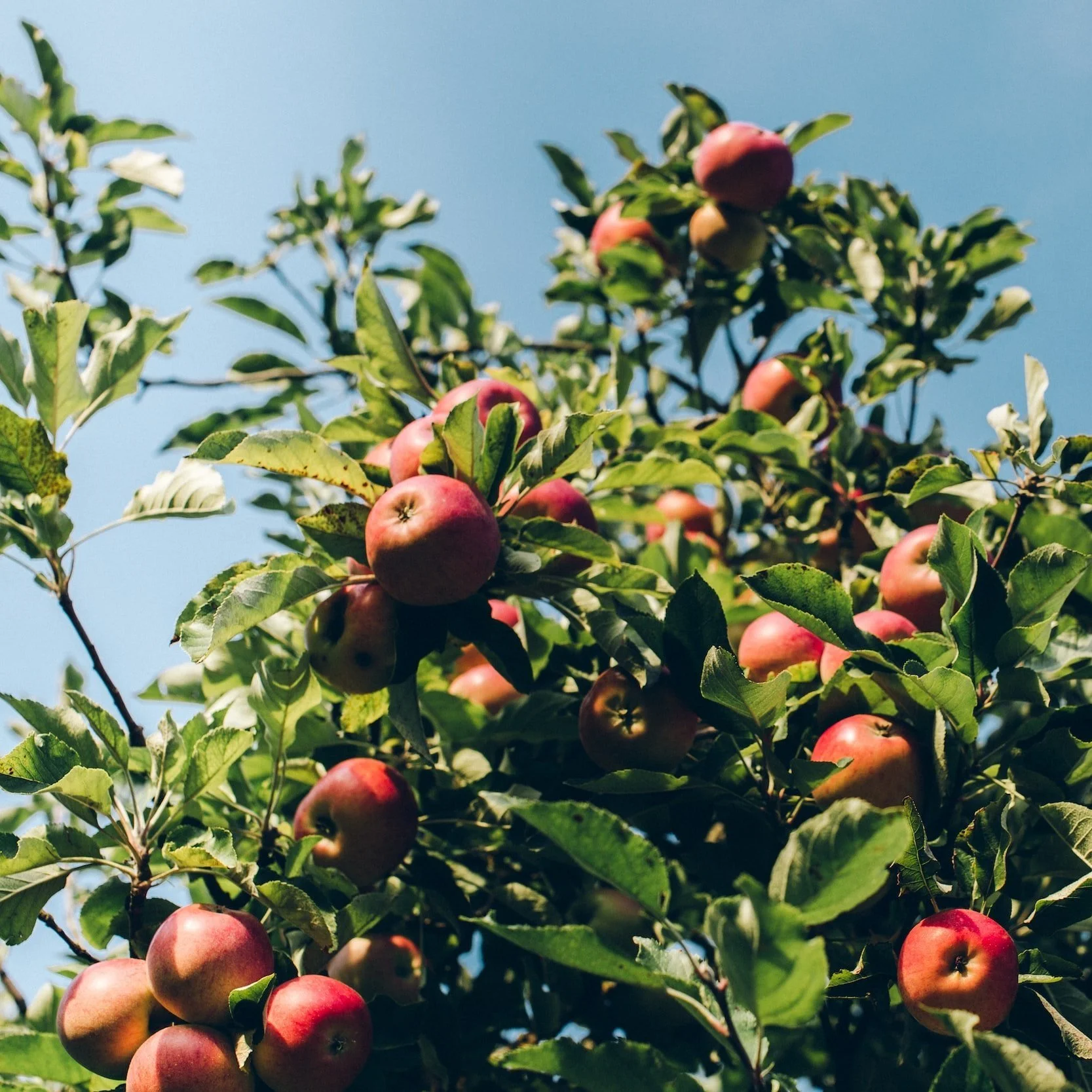 Fruit Trees UK to the gardenwild Blog Harrogate Garden News GARDENWILD ltd