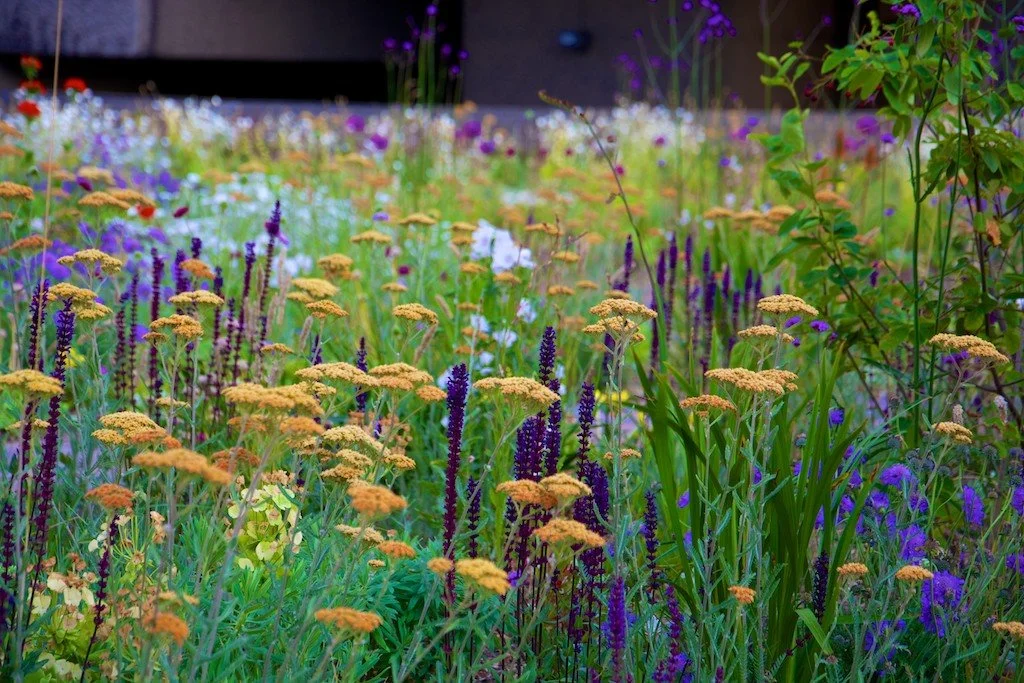A garden filled with yellow, purple, and white flowers and green foliage.