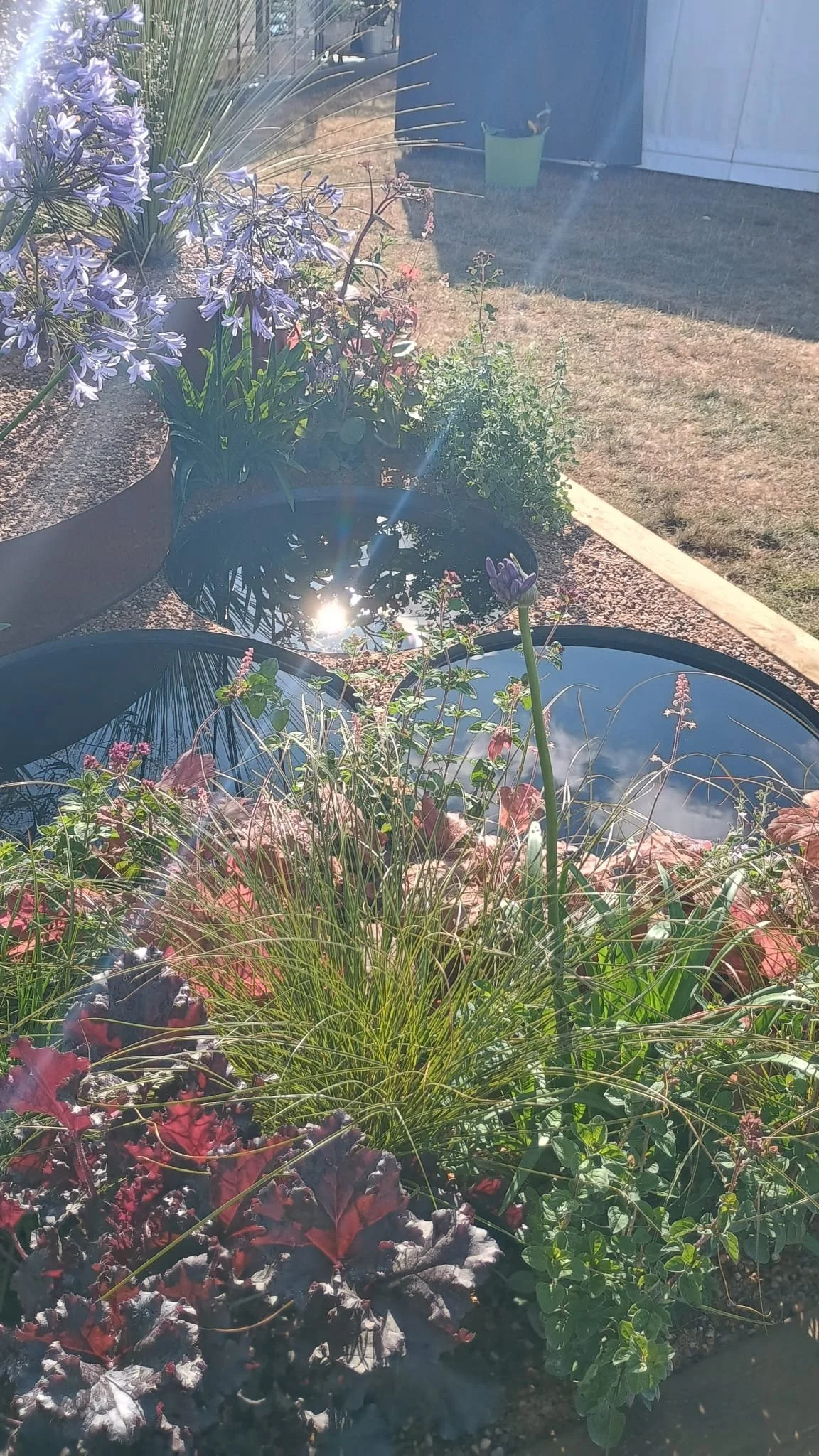 Close-up of a garden with various flowering plants, reflecting sunlight on black reflective surfaces, with a background of dry grass and a small shed.
