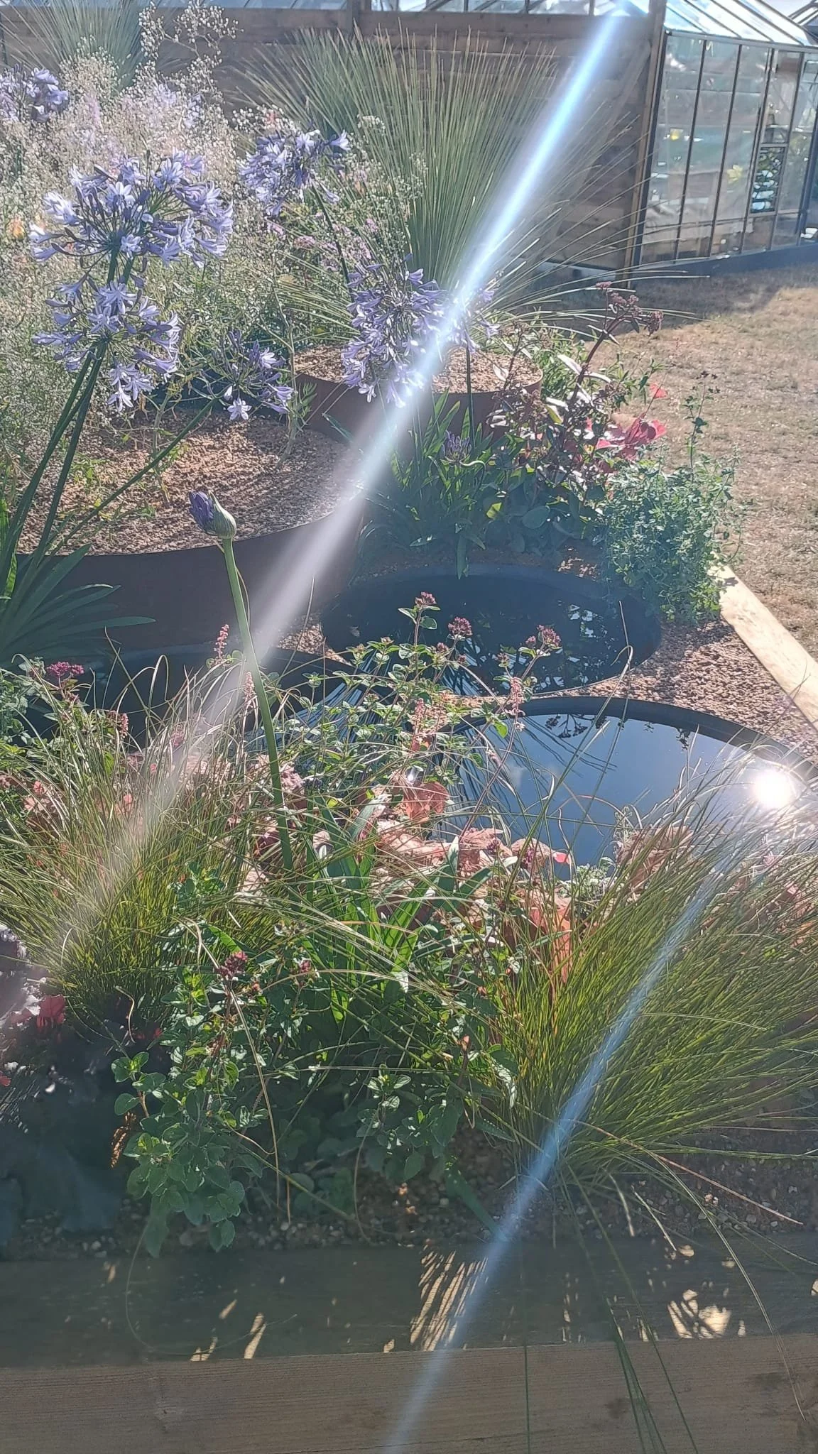 Garden with purple and pink flowers, green grass, and a small pond with reflections, sunny with sunlight creating lens flares.