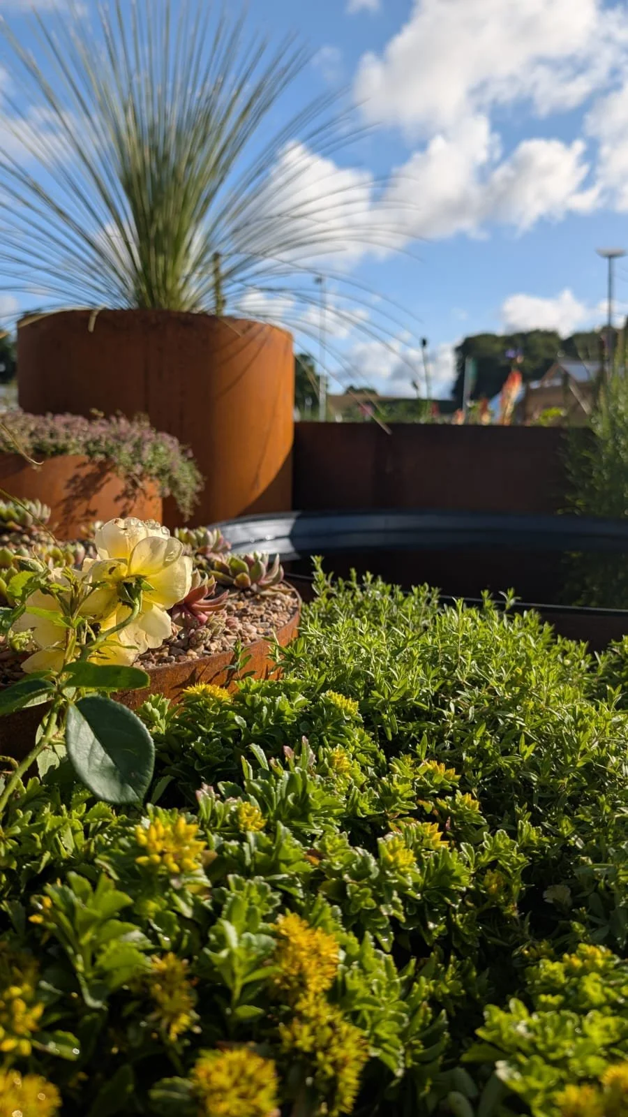 Close-up view of various potted succulents and plants outdoors under a bright blue sky with white clouds.