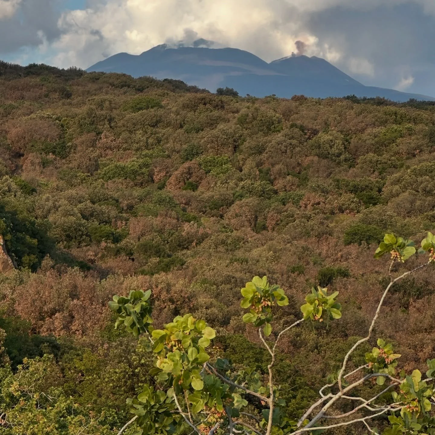 Ci siamo quasi!  #raccolta2025#pistacchiodibronte#etna#camuto#harvest#etna#etnafood