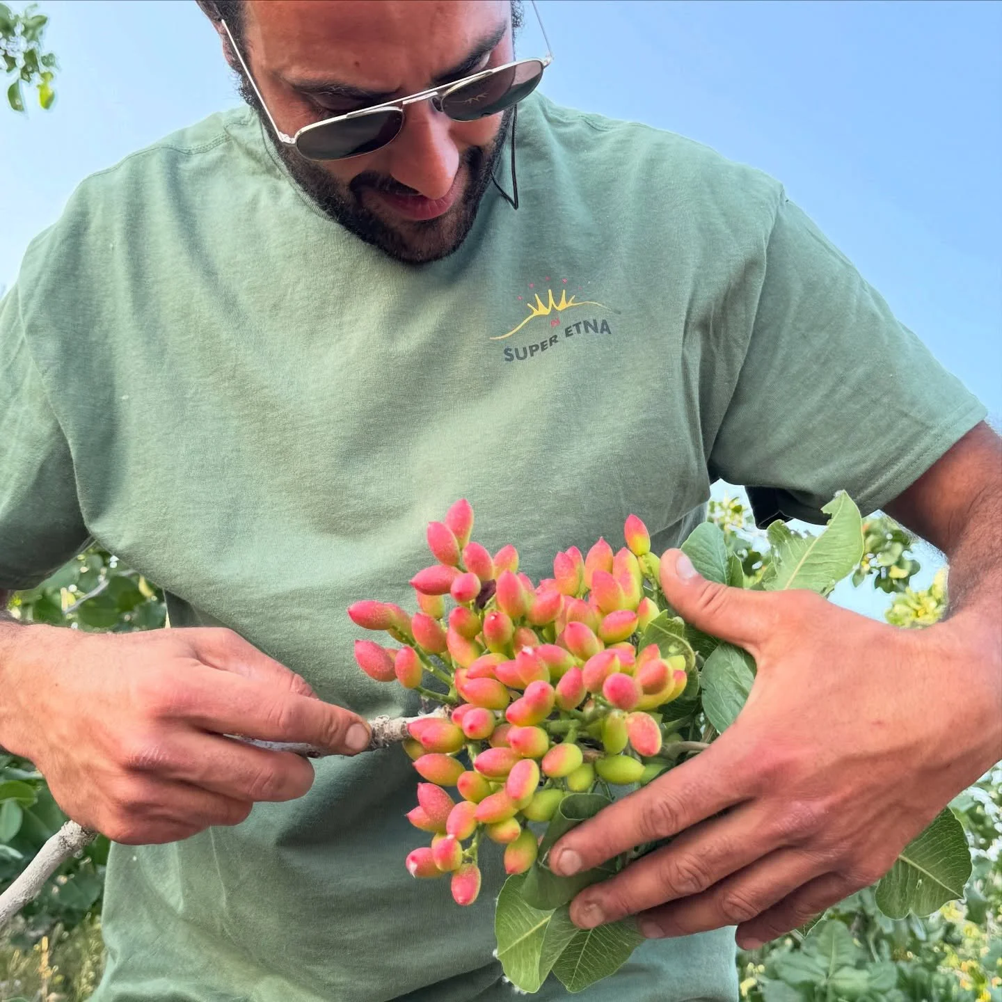 I bimbi crescono 💚 children are growing 

#pistachio#pistachiofarm#harvest2025#pistacchiodibronte#camuto#etna#etnapistachio