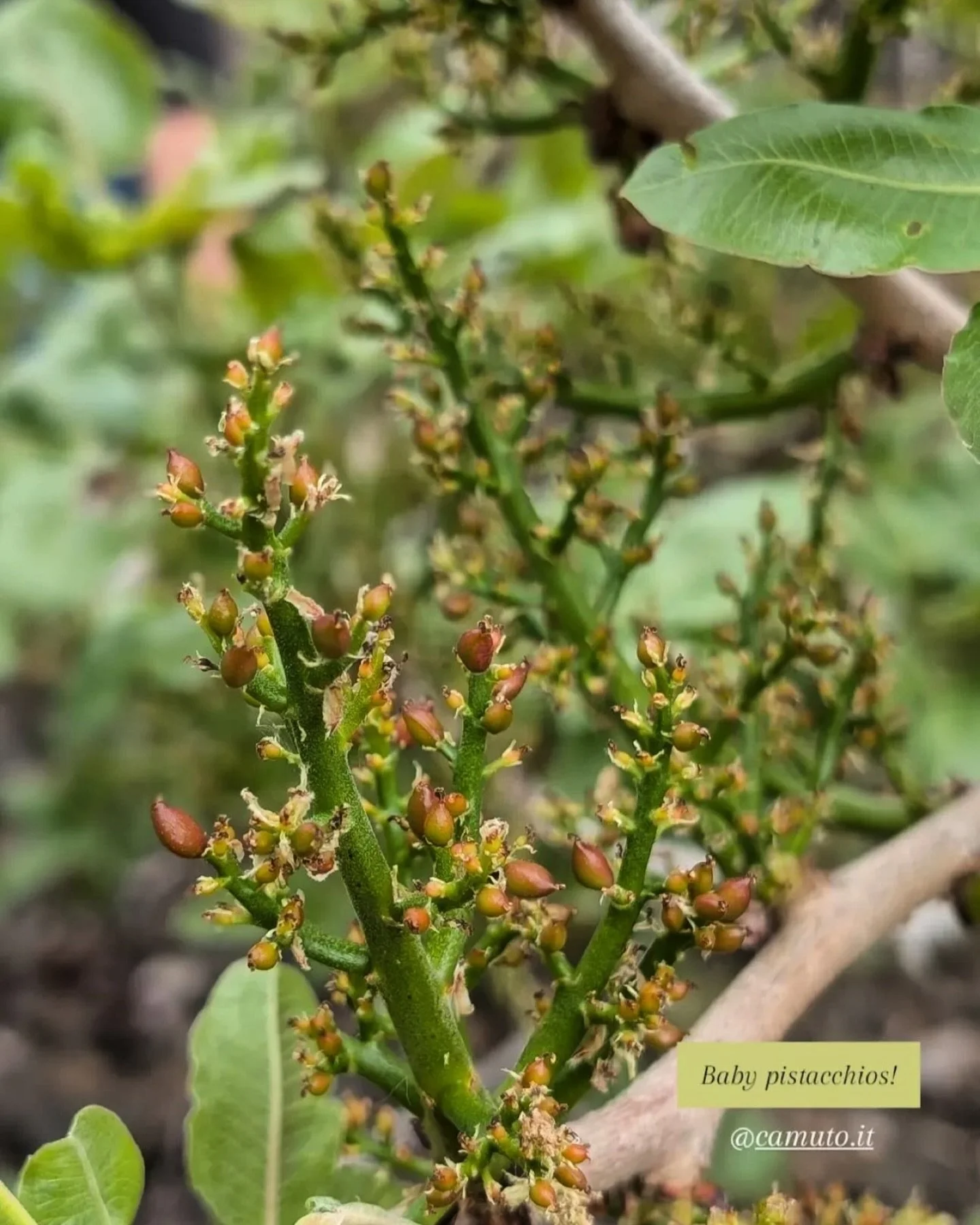 Baby pistacchi💚