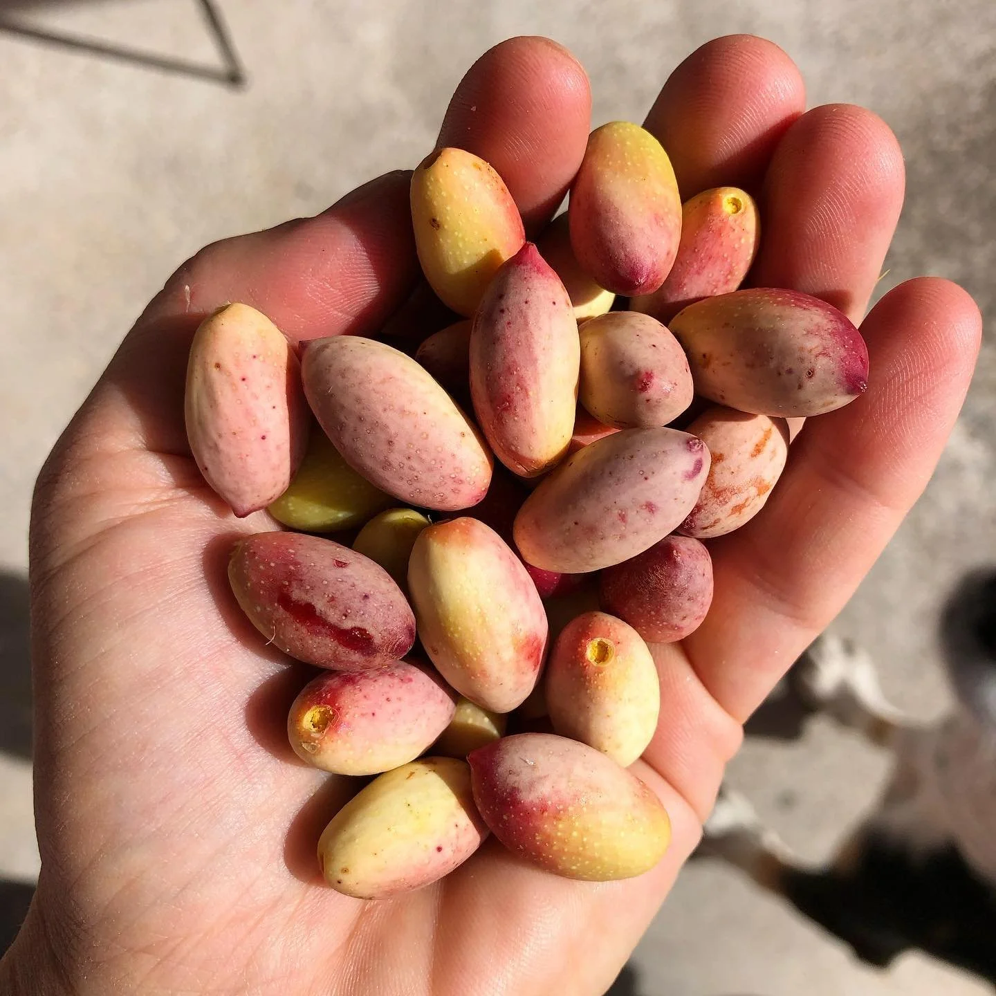 ☀️Ci siamo quasi! #raccolta2023#freshpistachio#pistacchioverdedibronte#pistachio#etnapistachio#sicily#sicilyfood#nuts#camuto