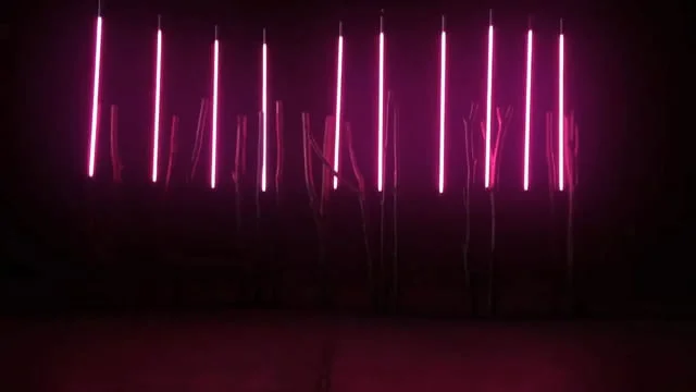 Roger Dubuis | Feline