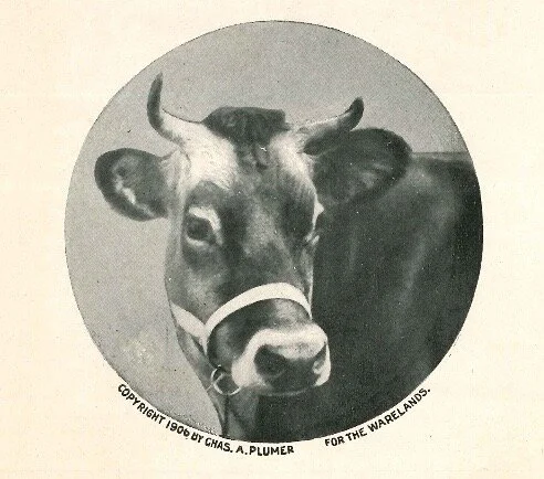 One of the original Jersey cows; we hope to eventually house some of her modern sisters!
