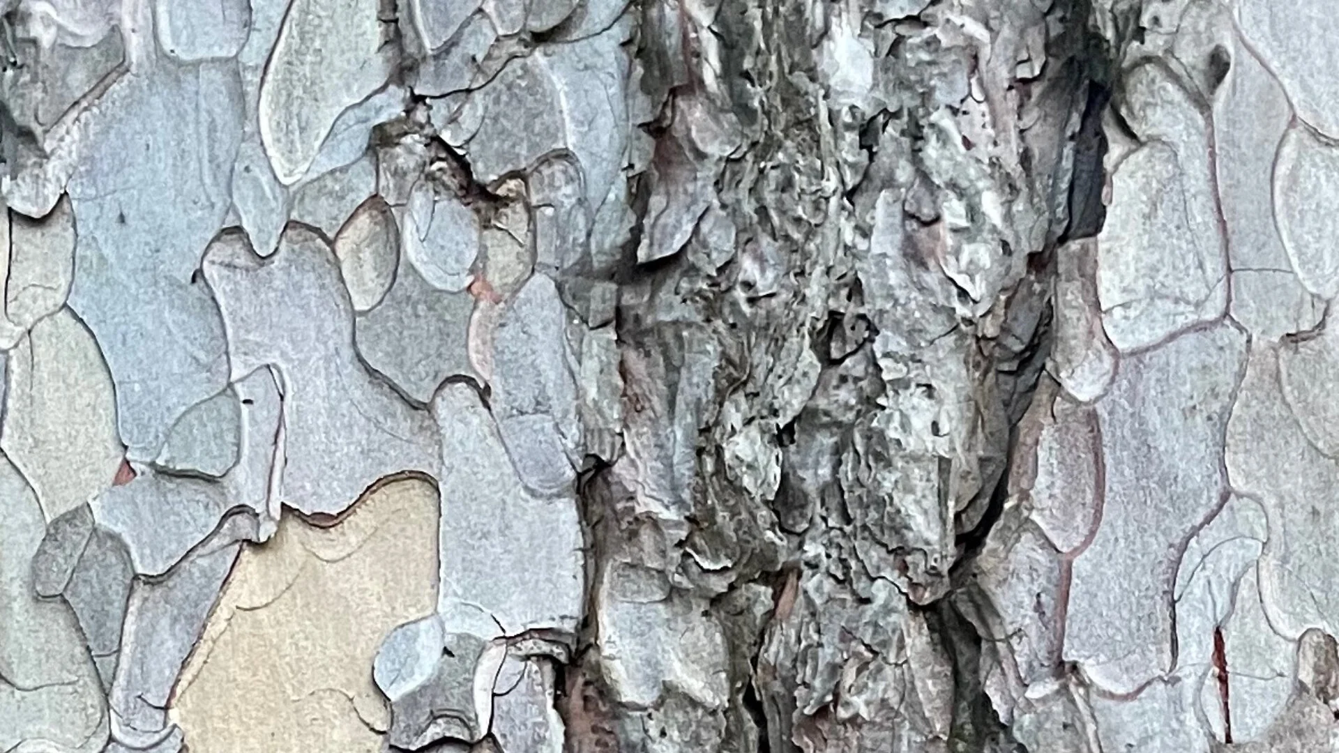Zooming In Drawing Bark — Urban Tree Festival