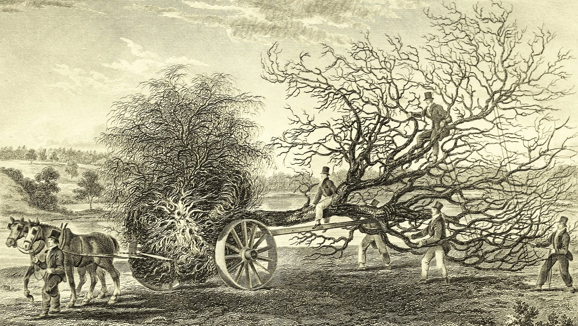 Tree Experts — Urban Tree Festival