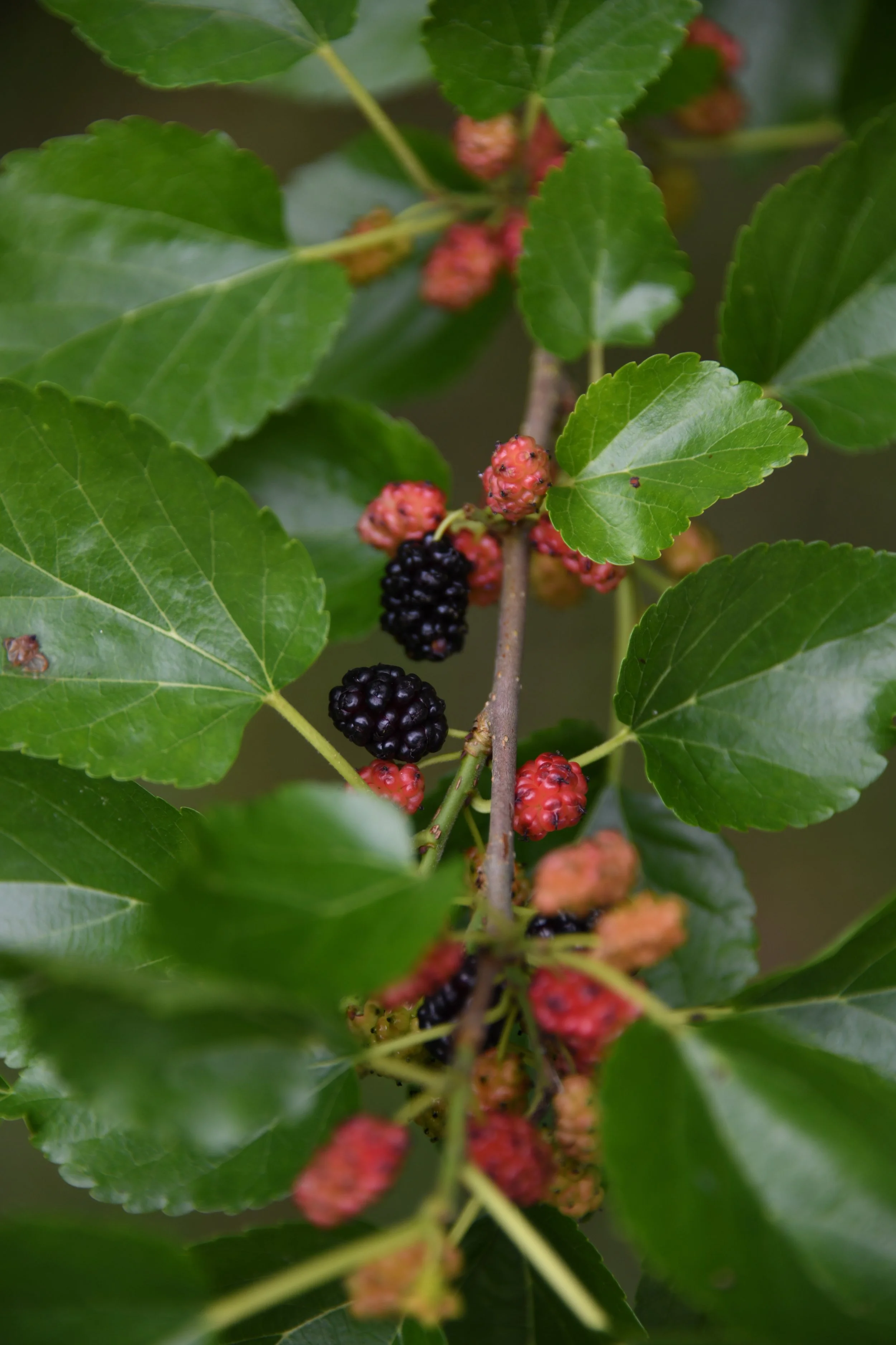 Mulberries &amp; Migration